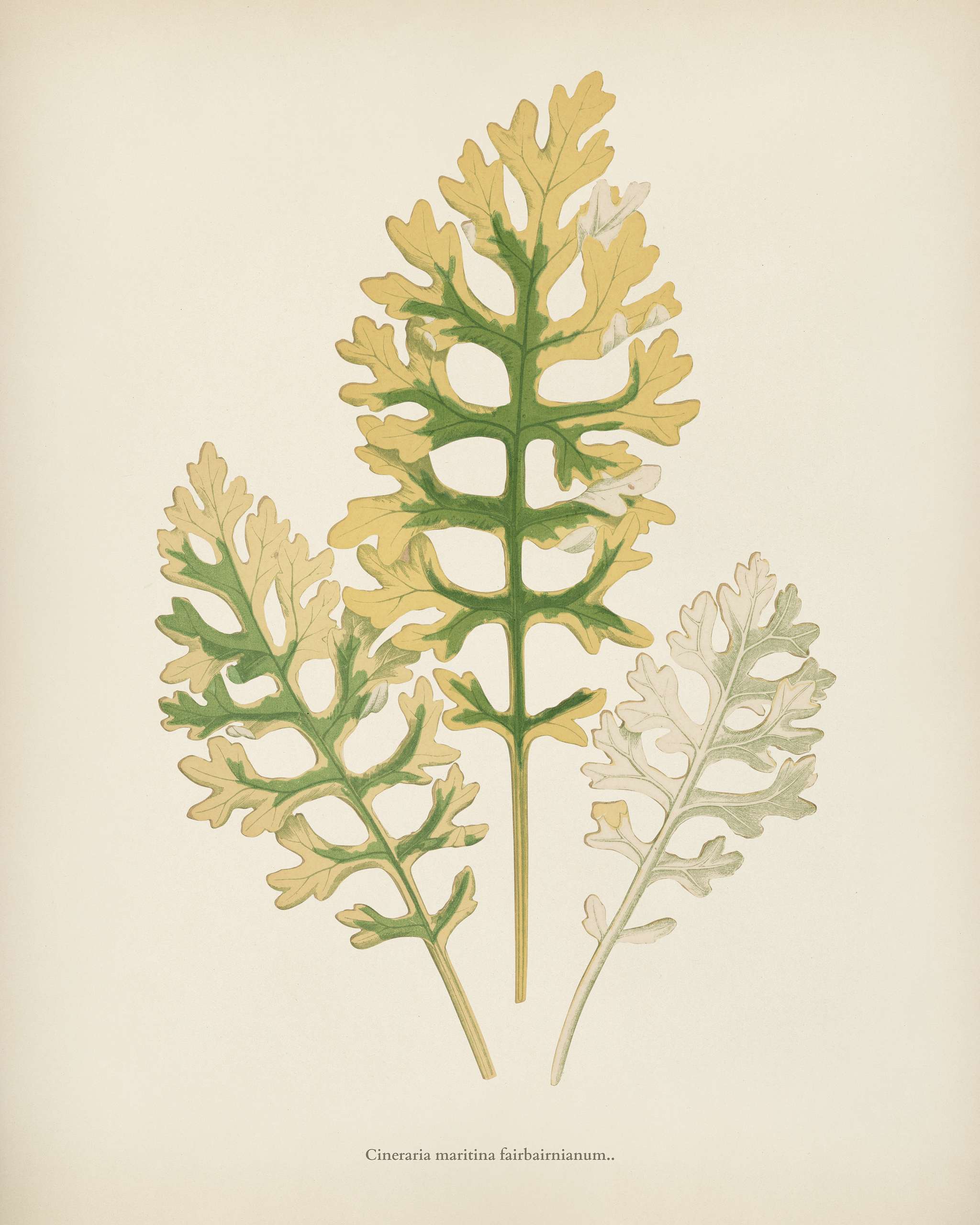 Silver-frosted plant (Cineraria Maritina Fairbairnianum) engraved by Benjamin Fawcett (1808-1893) for Shirley Hibberd’... Silver-frosted plant (Cineraria Maritina Fairbairnianum) engraved by Benjamin Fawcett (1808-1893) for Shirley Hibberd’...