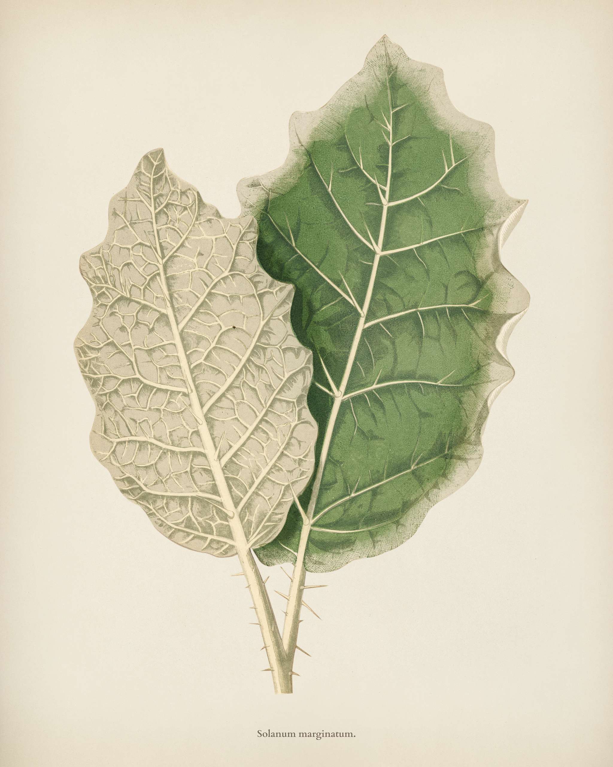 White-margined Nightshade (Solanum Marginatum) engraved by Benjamin Fawcett (1808-1893) for Shirley Hibberd’s (1825-... White-margined Nightshade (Solanum Marginatum) engraved by Benjamin Fawcett (1808-1893) for Shirley Hibberd’s (1825-...