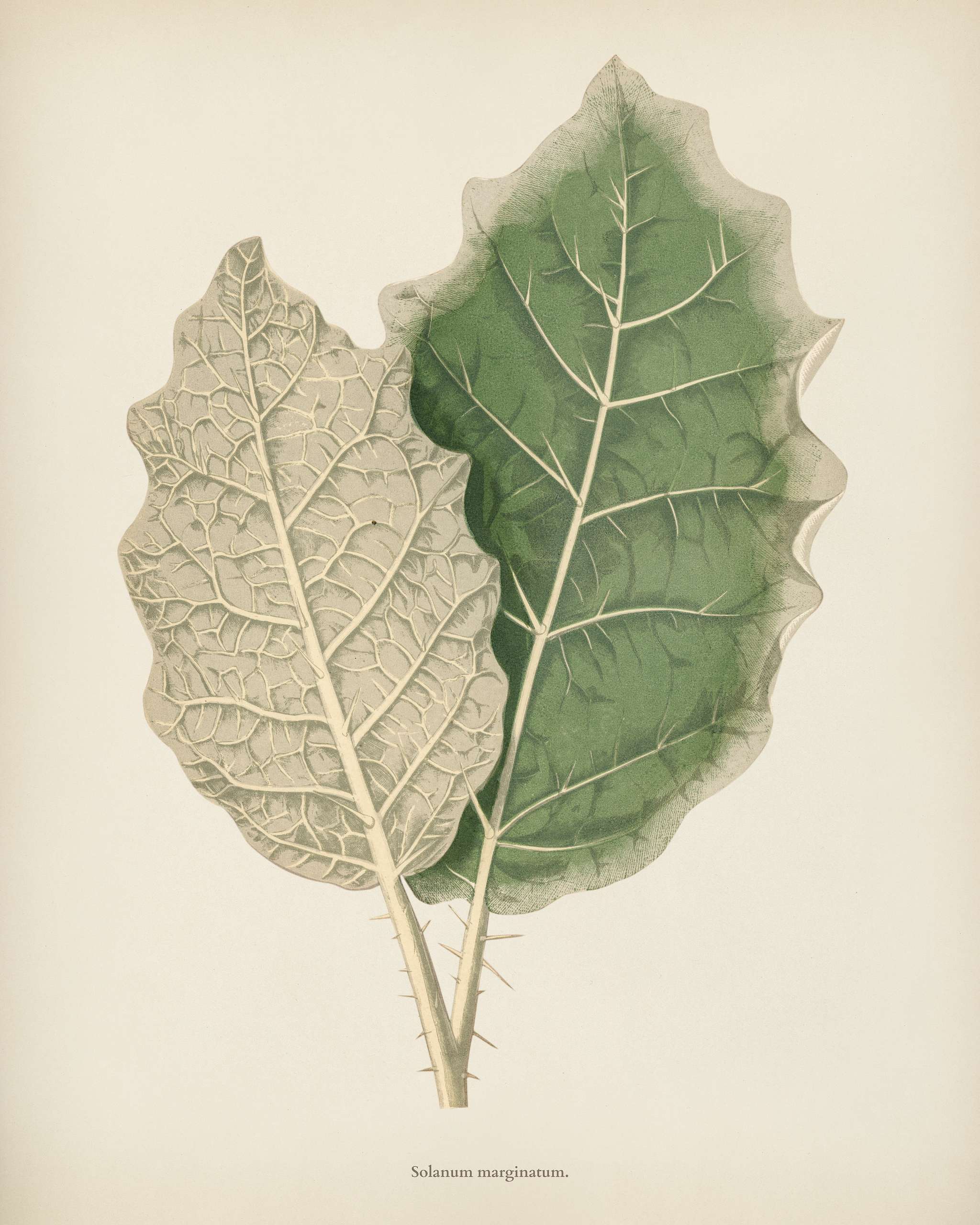 White-margined Nightshade (Solanum Marginatum) engraved by Benjamin Fawcett (1808-1893) for Shirley Hibberd’s (1825-... White-margined Nightshade (Solanum Marginatum) engraved by Benjamin Fawcett (1808-1893) for Shirley Hibberd’s (1825-...