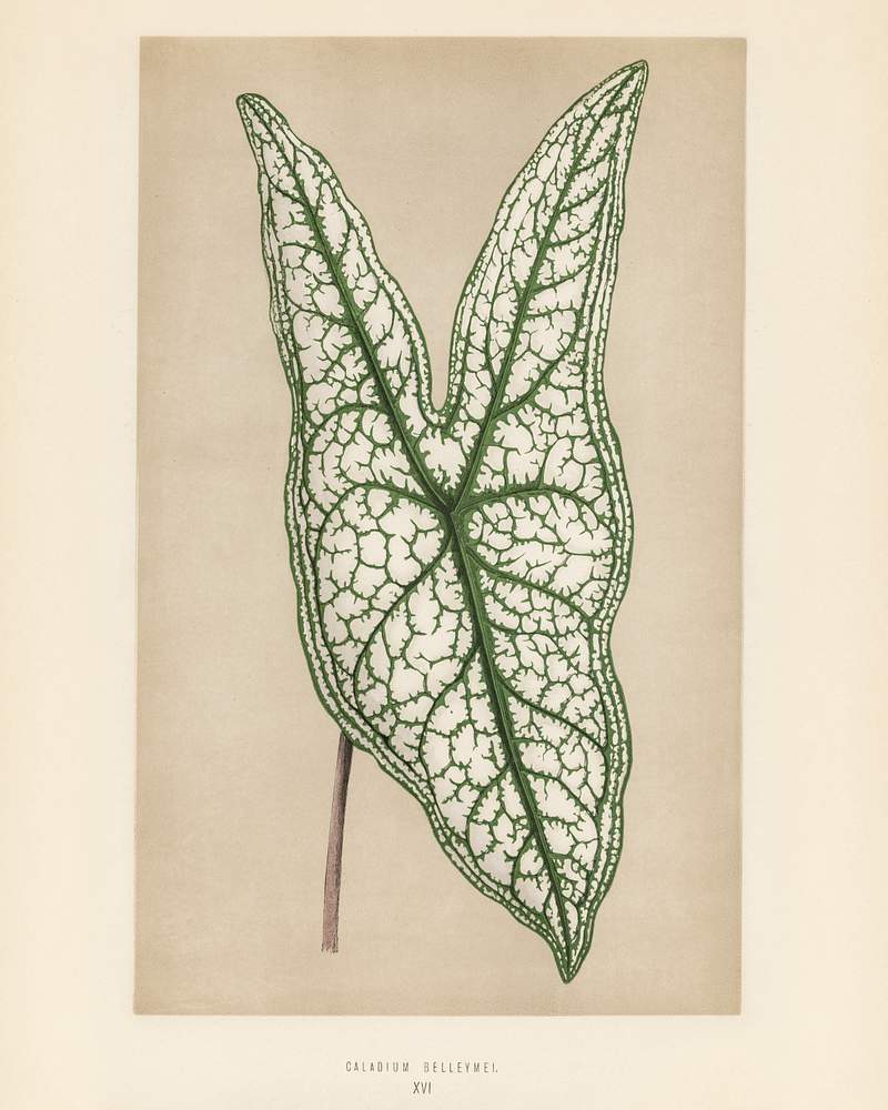 Heart of Jesus (Caladium Belleymel) engraved by Benjamin Fawcett (1808-1893) for Shirley Hibberd’s (1825-1890) New and Rare Beautiful-Leaved Plants. Digitally enhanced from our own 1929 edition of the publication. Heart of Jesus (Caladium Belleymel) engraved by Benjamin Fawcett (1808-1893) for Shirley Hibberd’s (1825-1890) New and…