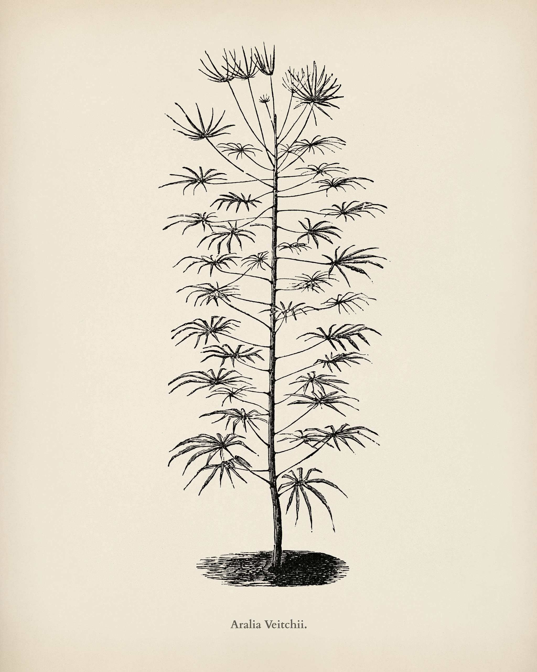 Aralia Veitchii engraved by Benjamin Fawcett (1808-1893) for Shirley Hibberd’s (1825-1890) New and Rare Beautiful-... Aralia Veitchii engraved by Benjamin Fawcett (1808-1893) for Shirley Hibberd’s (1825-1890) New and Rare Beautiful-...