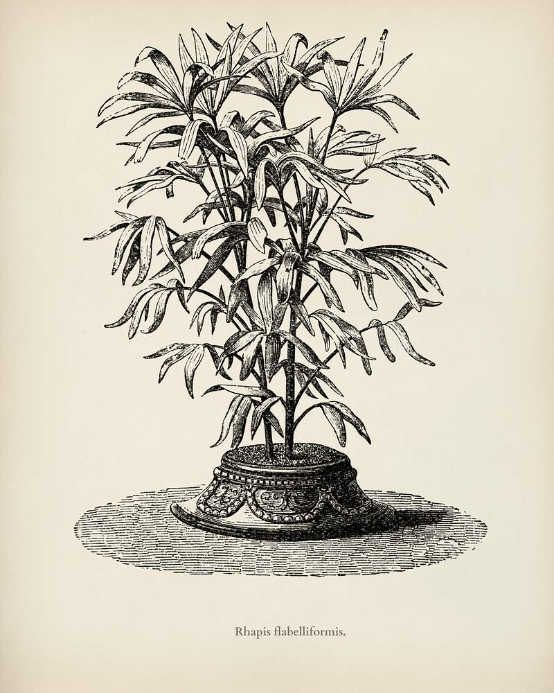 Free royalty image about Slender Lady Palm (Rhapis Flabelliformis) engraved by Benjamin Fawcett (1808-1893) for Shirley Hibberd’s (1825-1890)… Slender Lady Palm (Rhapis Flabelliformis) engraved by Benjamin Fawcett (1808-1893) for Shirley Hibberd’s (1825-1890)…