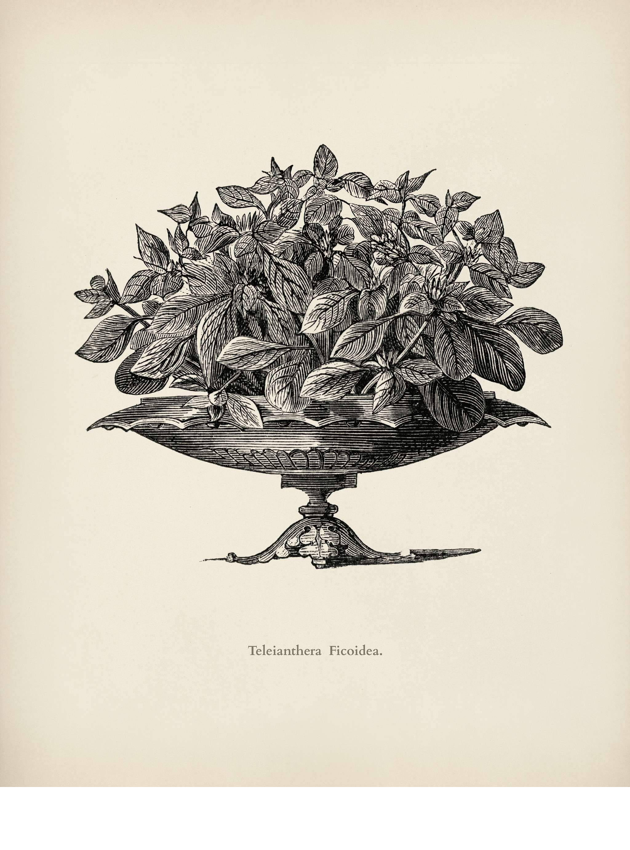Teleianthera ficodea by Benjamin Fawcett (1808-1893) for Shirley Hibberd’s (1825-1890) New and Rare Beautiful-Leaved... Teleianthera ficodea by Benjamin Fawcett (1808-1893) for Shirley Hibberd’s (1825-1890) New and Rare Beautiful-Leaved...
