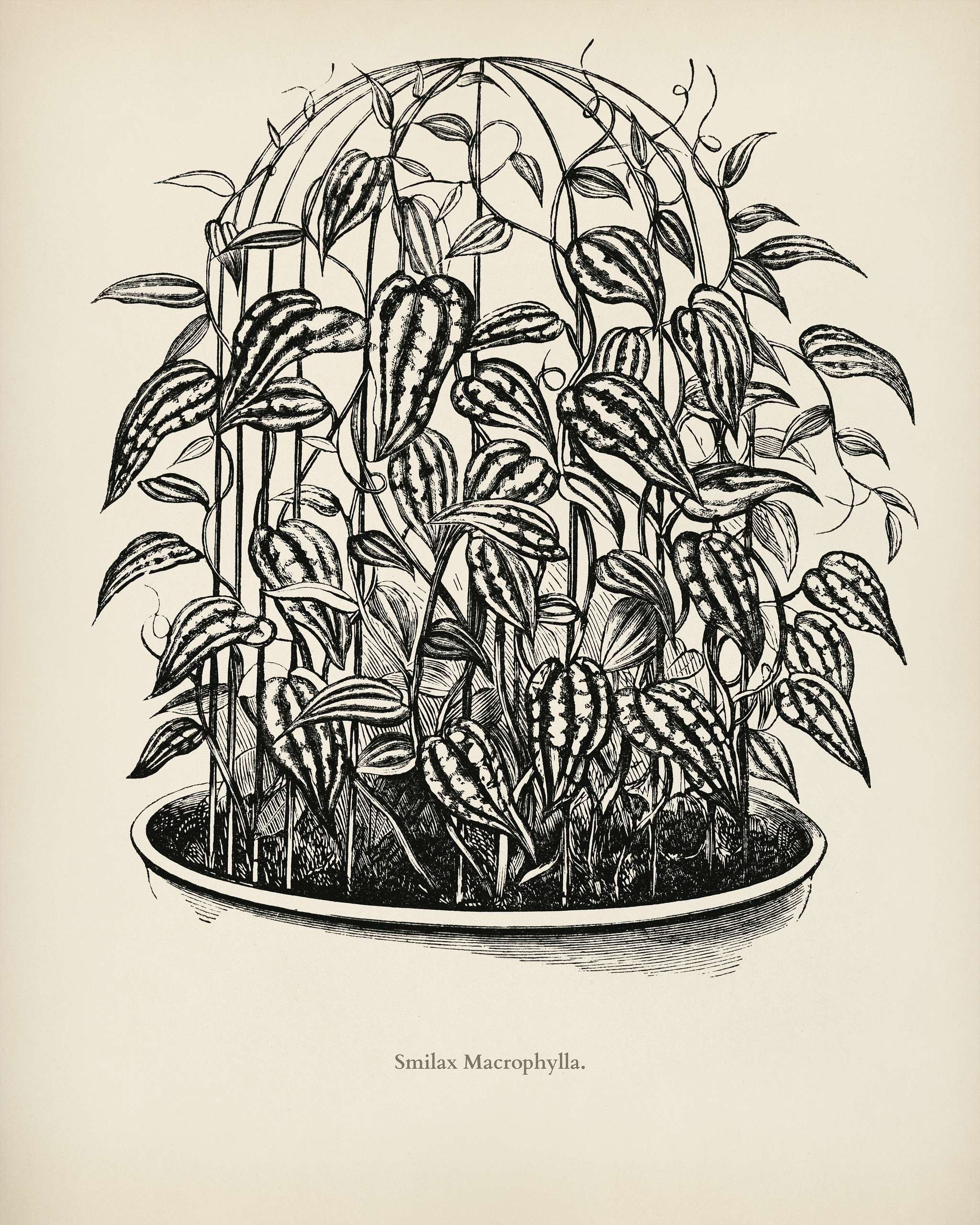 Catbriers (Smilax Macrophylla) engraved by Benjamin Fawcett (1808-1893) for Shirley Hibberd’s (1825-1890) New and Rare... Catbriers (Smilax Macrophylla) engraved by Benjamin Fawcett (1808-1893) for Shirley Hibberd’s (1825-1890) New and Rare...