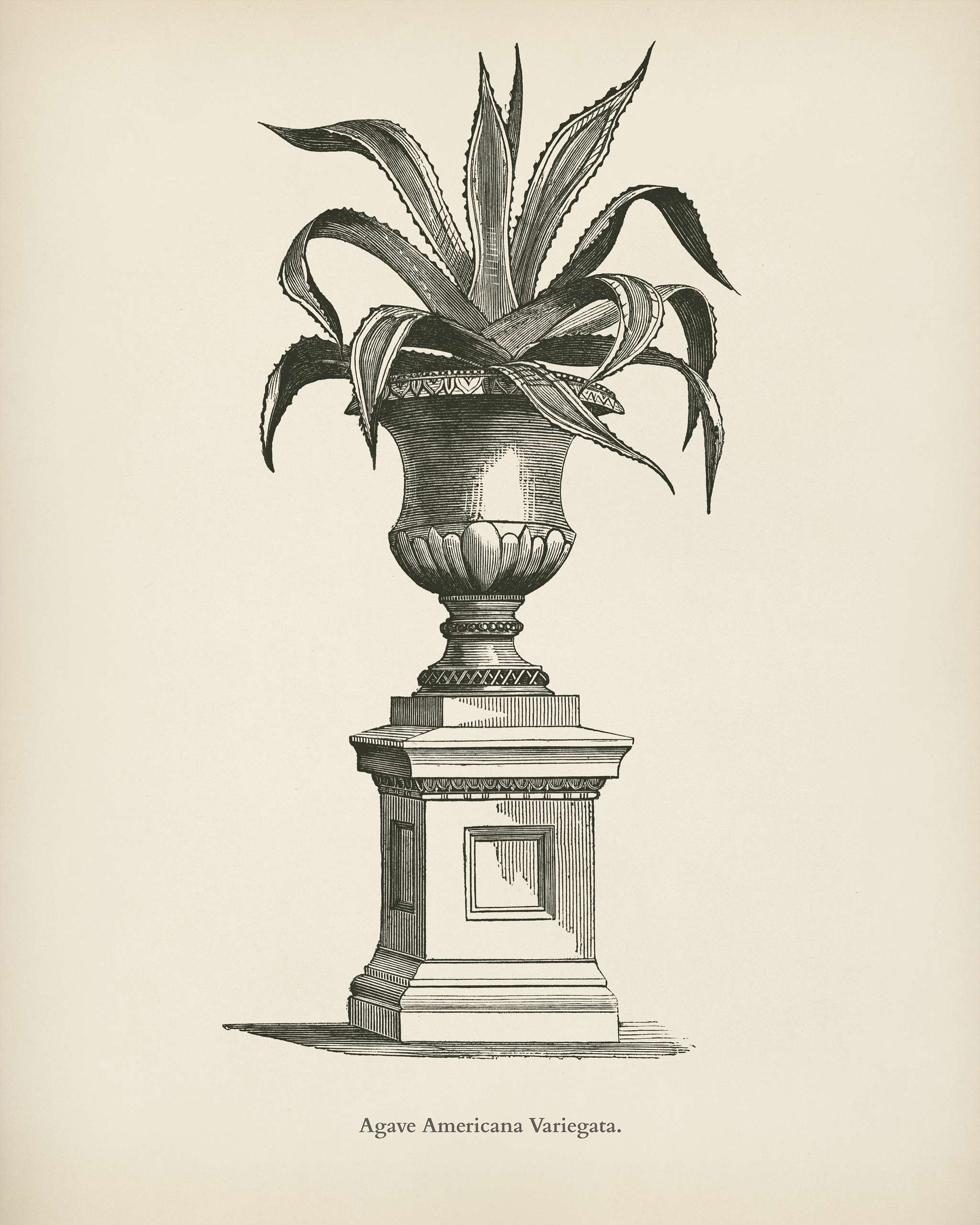 American Aloe (Agave Americana Variegata) engraved by Benjamin Fawcett (1808-1893) for Shirley Hibberd’s (1825-1890)... American Aloe (Agave Americana Variegata) engraved by Benjamin Fawcett (1808-1893) for Shirley Hibberd’s (1825-1890)...