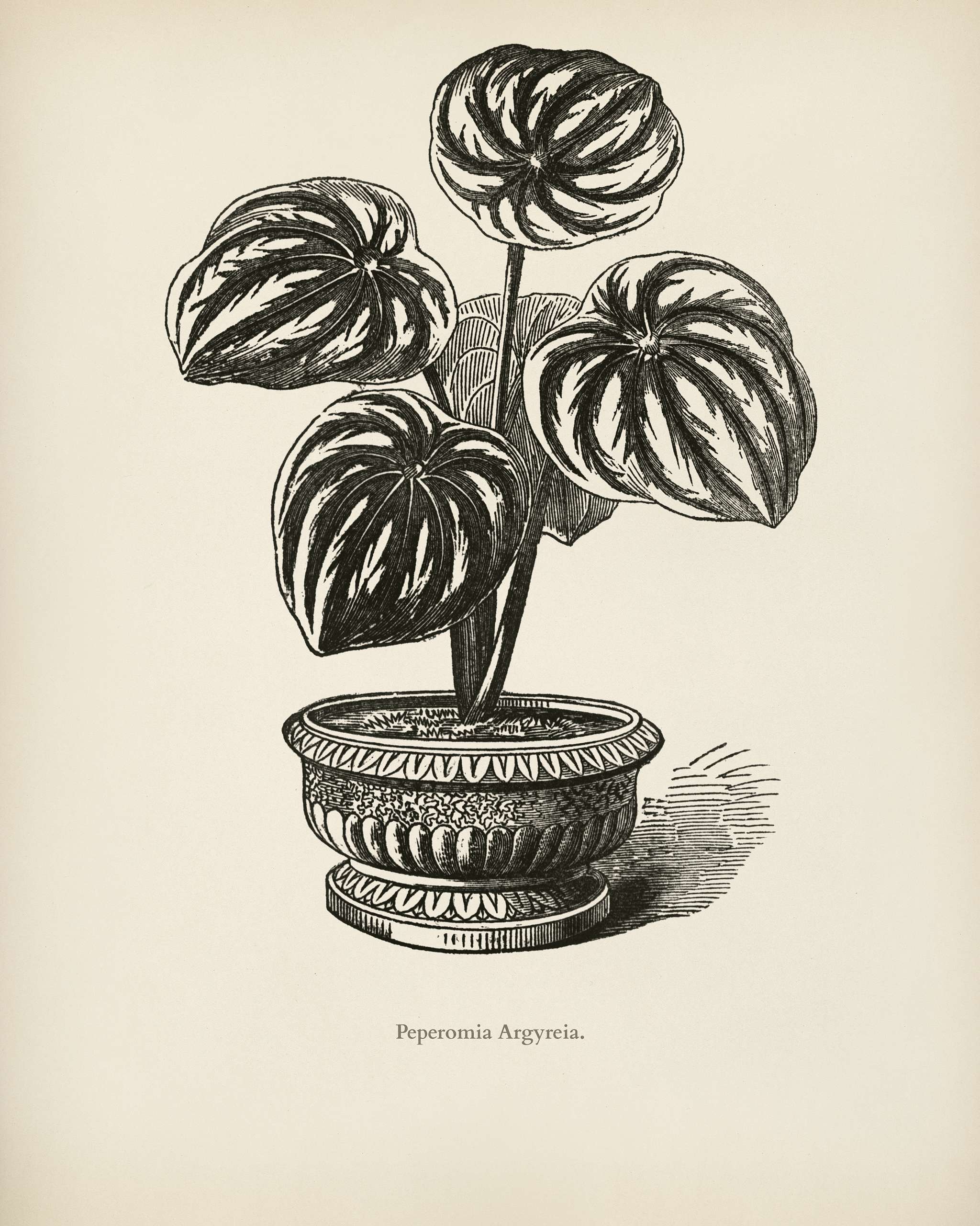Watermelon Begonia (Peperomia Argyreia) engraved by Benjamin Fawcett (1808-1893) for Shirley Hibberd’s (1825-1890) New... Watermelon Begonia (Peperomia Argyreia) engraved by Benjamin Fawcett (1808-1893) for Shirley Hibberd’s (1825-1890) New...
