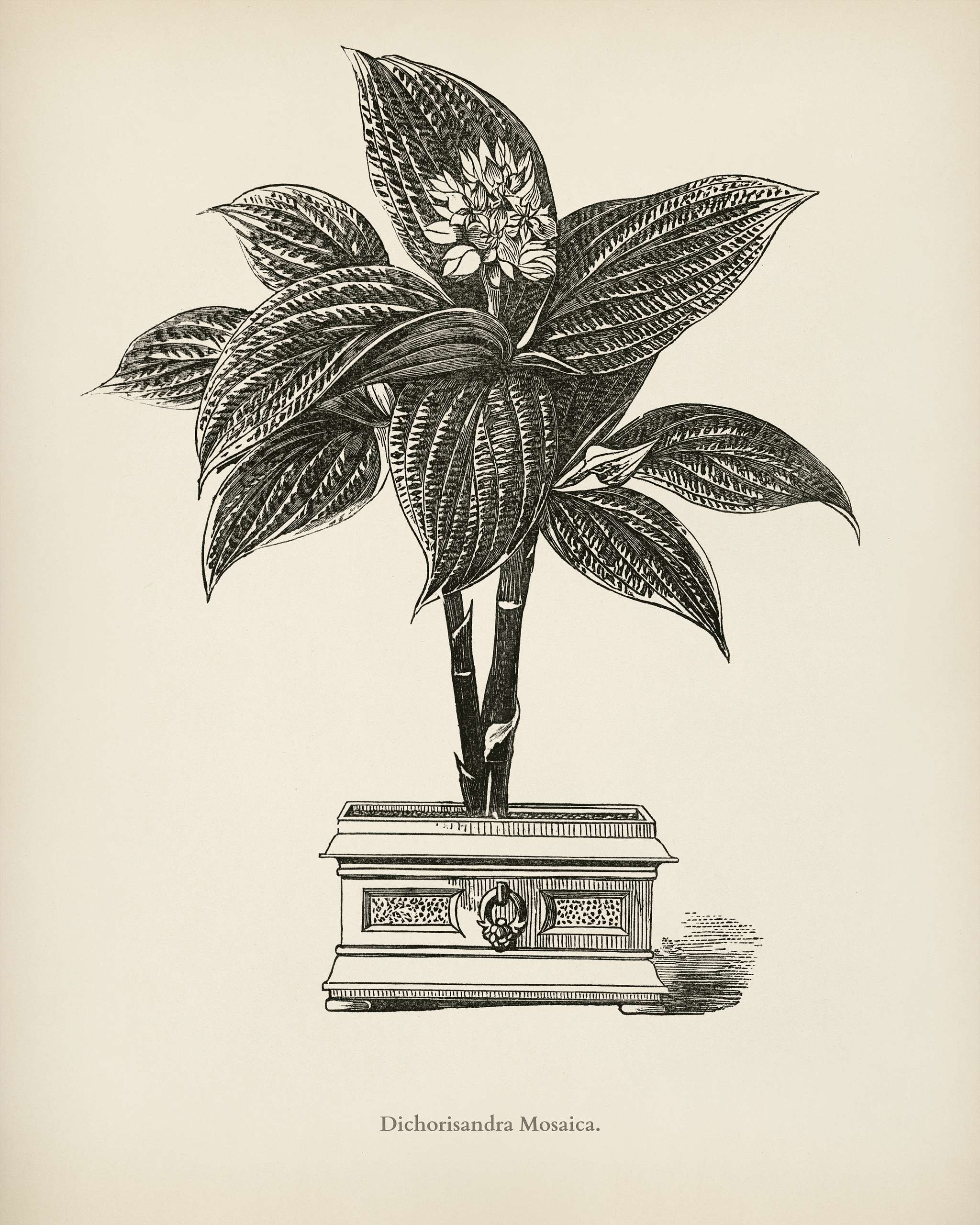 Dichorisandra Mosaica engraved by Benjamin Fawcett (1808-1893) for Shirley Hibberd’s (1825-1890) New and Rare... Dichorisandra Mosaica engraved by Benjamin Fawcett (1808-1893) for Shirley Hibberd’s (1825-1890) New and Rare...