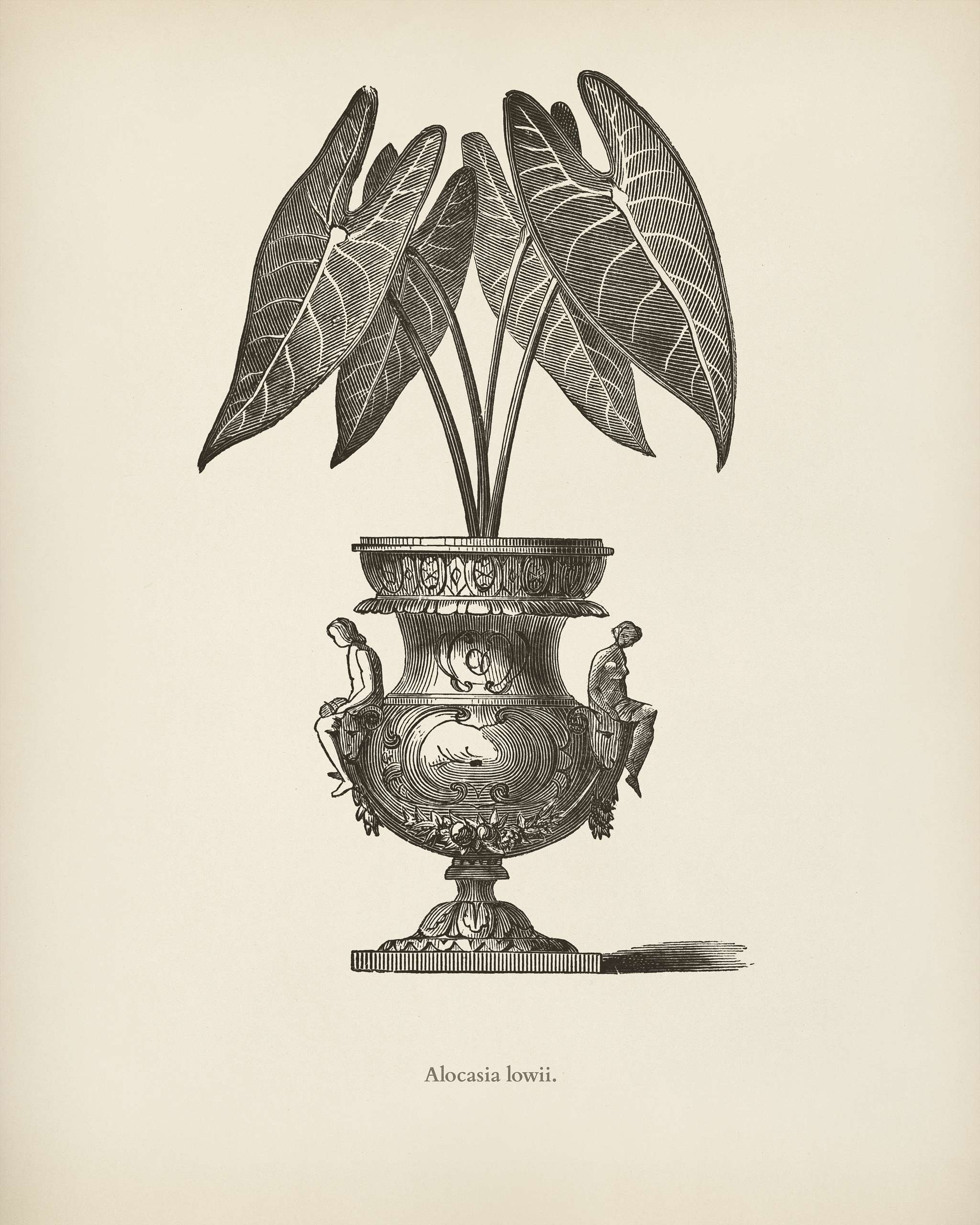 Elephant's Ear (Alocasia Lowii) engraved by Benjamin Fawcett (1808-1893) for Shirley Hibberd’s (1825-1890) New and... Elephant's Ear (Alocasia Lowii) engraved by Benjamin Fawcett (1808-1893) for Shirley Hibberd’s (1825-1890) New and...