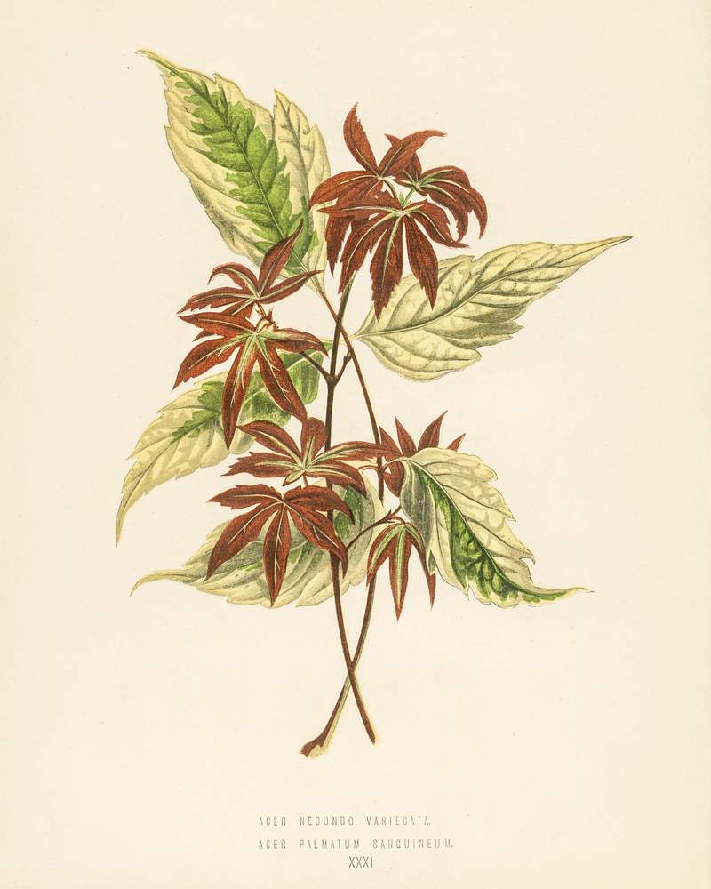 Variegated Box Elder (Acer Negundo Variegata) engraved by Benjamin Fawcett (1808-1893) for Shirley Hibberd’s (1825-1890) New and Rare Beautiful-Leaved Plants. Digitally enhanced from our own 1929 edition of the publication. Variegated Box Elder (Acer Negundo Variegata) engraved by Benjamin Fawcett (1808-1893) for Shirley Hibberd’s (1825…