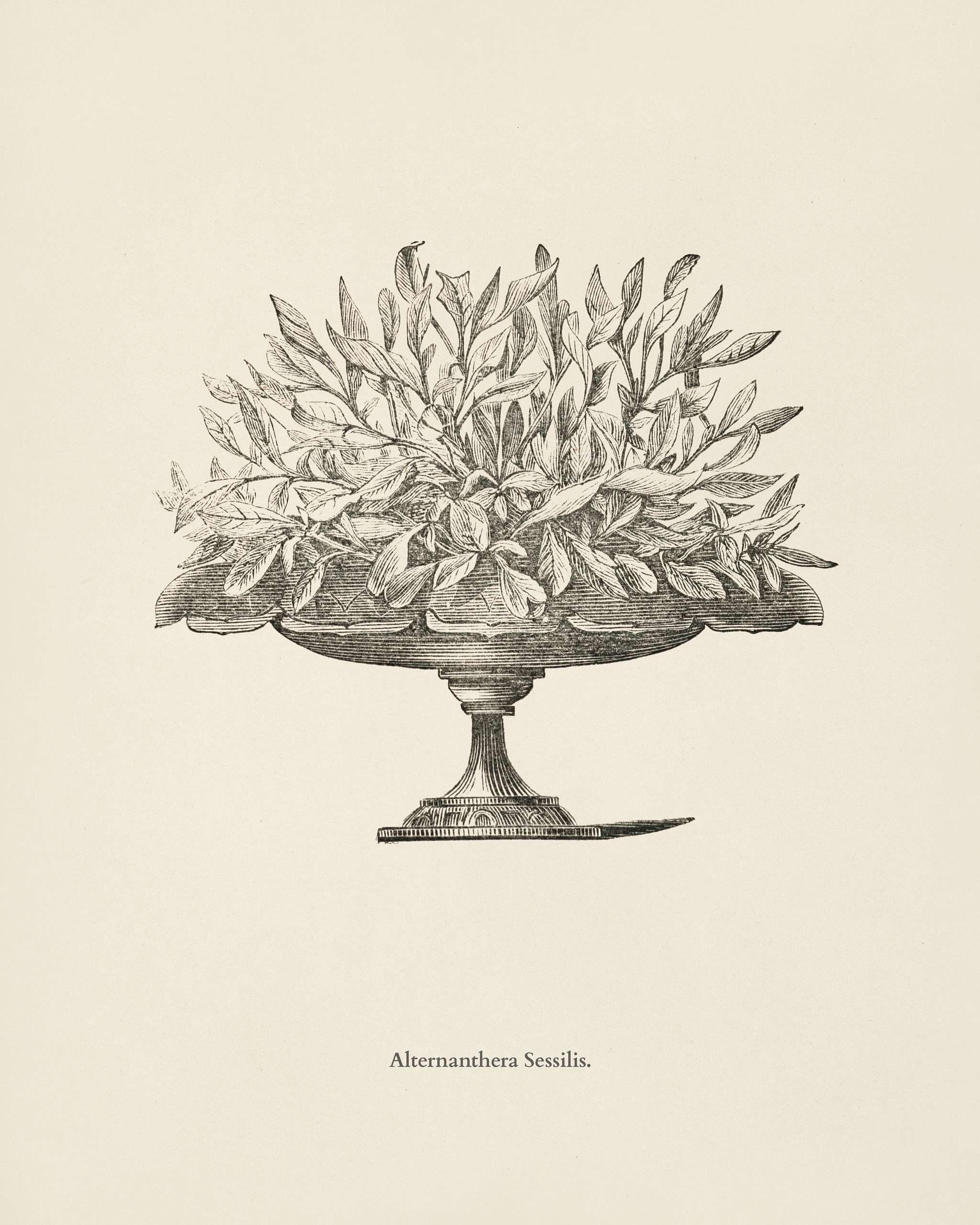 Dwarf Copperleaf (Alternanthera Sessilis) engraved by Benjamin Fawcett (1808-1893) for Shirley Hibberd’s (1825-1890)... Dwarf Copperleaf (Alternanthera Sessilis) engraved by Benjamin Fawcett (1808-1893) for Shirley Hibberd’s (1825-1890)...