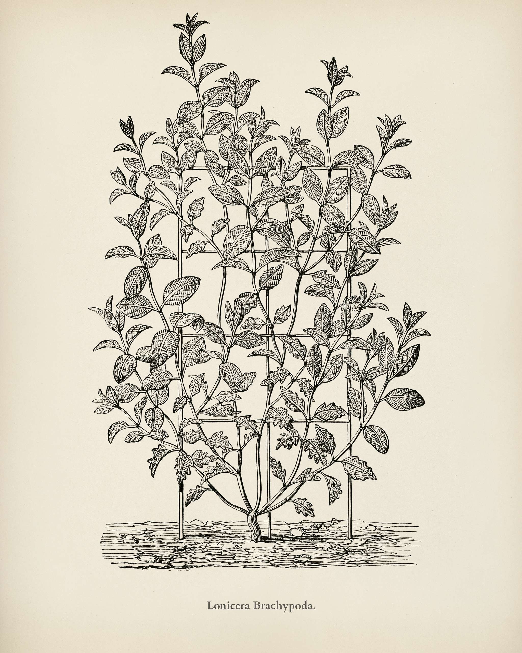 Lonicera Brachypoda engraved by Benjamin Fawcett (1808-1893) for Shirley Hibberd’s (1825-1890) New and Rare Beautiful-... Lonicera Brachypoda engraved by Benjamin Fawcett (1808-1893) for Shirley Hibberd’s (1825-1890) New and Rare Beautiful-...