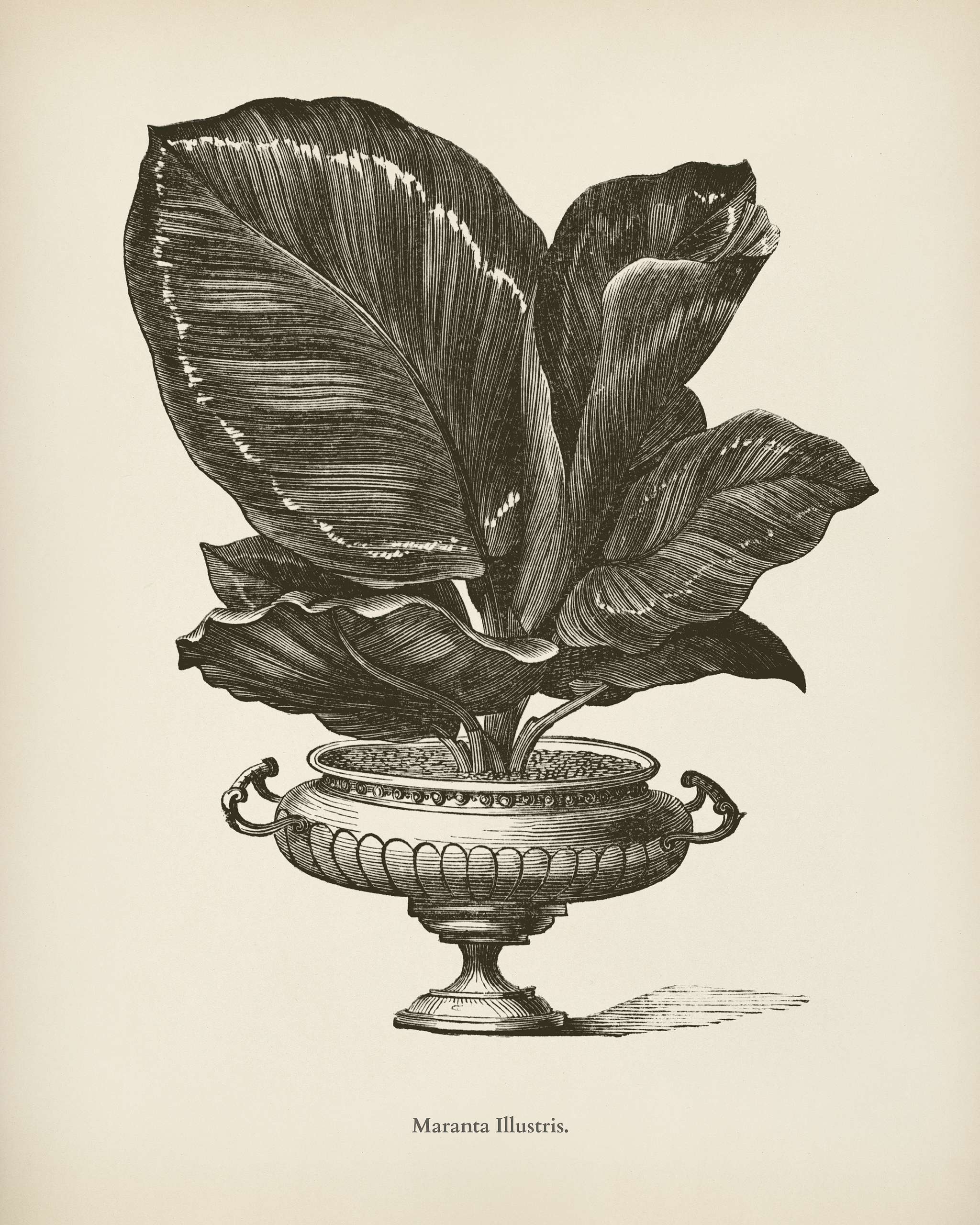 Rose Painted Calathea (Maranta illustris) engraved by Benjamin Fawcett (1808-1893) for Shirley Hibberd’s (1825-1890)... Rose Painted Calathea (Maranta illustris) engraved by Benjamin Fawcett (1808-1893) for Shirley Hibberd’s (1825-1890)...