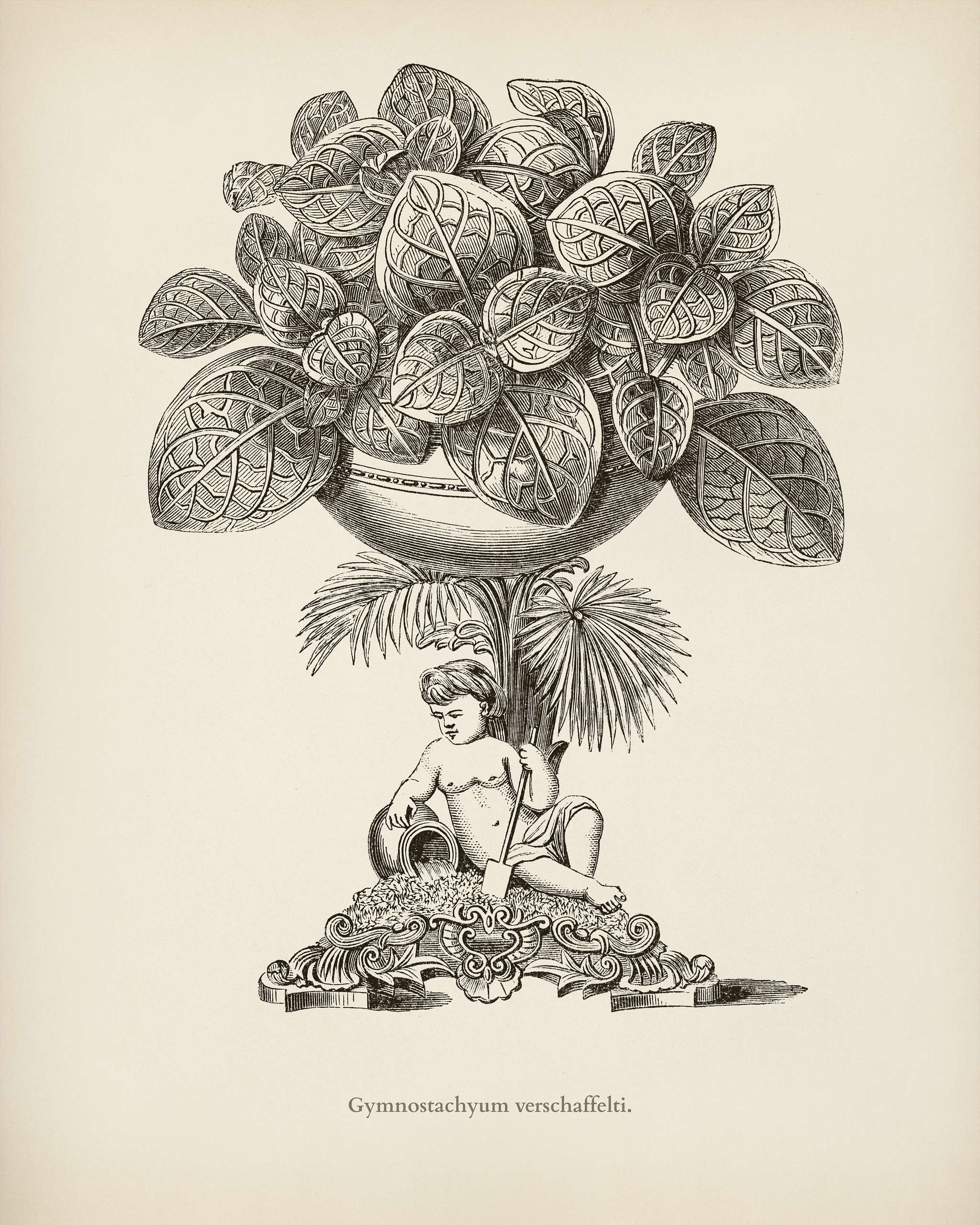 Nerve Plant (Gymnostachyum Verschaffeltii) engraved by Benjamin Fawcett (1808-1893) for Shirley Hibberd’s (1825-1890)... Nerve Plant (Gymnostachyum Verschaffeltii) engraved by Benjamin Fawcett (1808-1893) for Shirley Hibberd’s (1825-1890)...