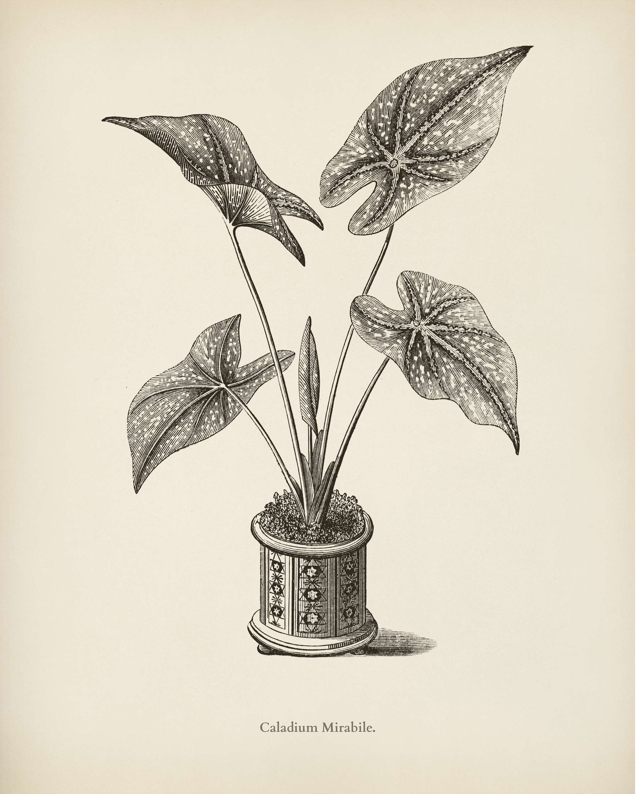 Heart of Jesus (Caladium Mirabile) engraved by Benjamin Fawcett (1808-1893) for Shirley Hibberd’s (1825-1890) New and... Heart of Jesus (Caladium Mirabile) engraved by Benjamin Fawcett (1808-1893) for Shirley Hibberd’s (1825-1890) New and...