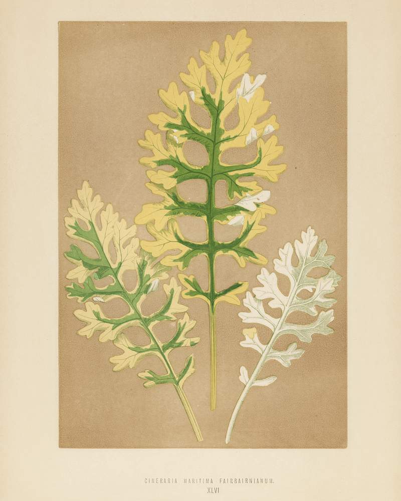 Cineraria Maritima Fairbairnanum engraved by Benjamin Fawcett (1808-1893) for Shirley Hibberd’s (1825-1890) New and Rare Beautiful-Leaved Plants. Digitally enhanced from our own 1929 edition of the publication. Cineraria Maritima Fairbairnanum engraved by Benjamin Fawcett (1808-1893) for Shirley Hibberd’s (1825-1890) New and…