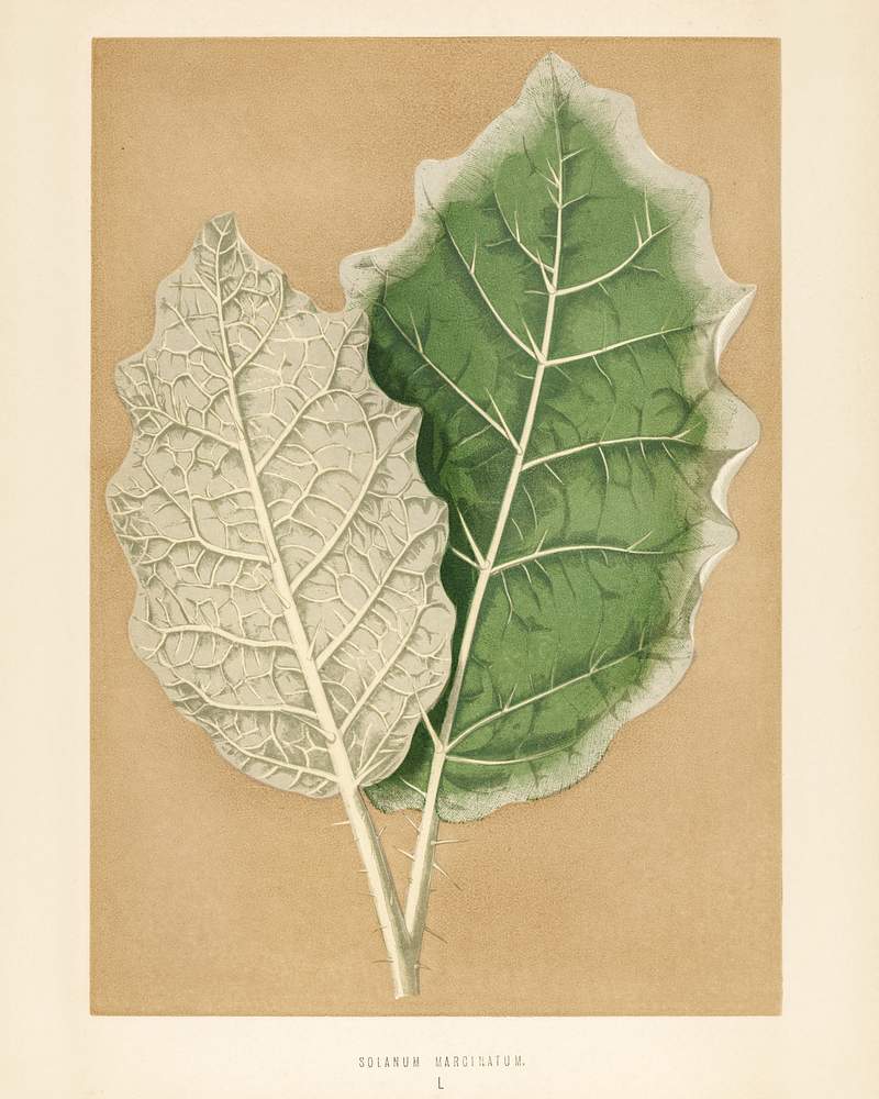 White-margined Nightshade (Solanum Marginatum) engraved by Benjamin Fawcett (1808-1893) for Shirley Hibberd’s (1825…