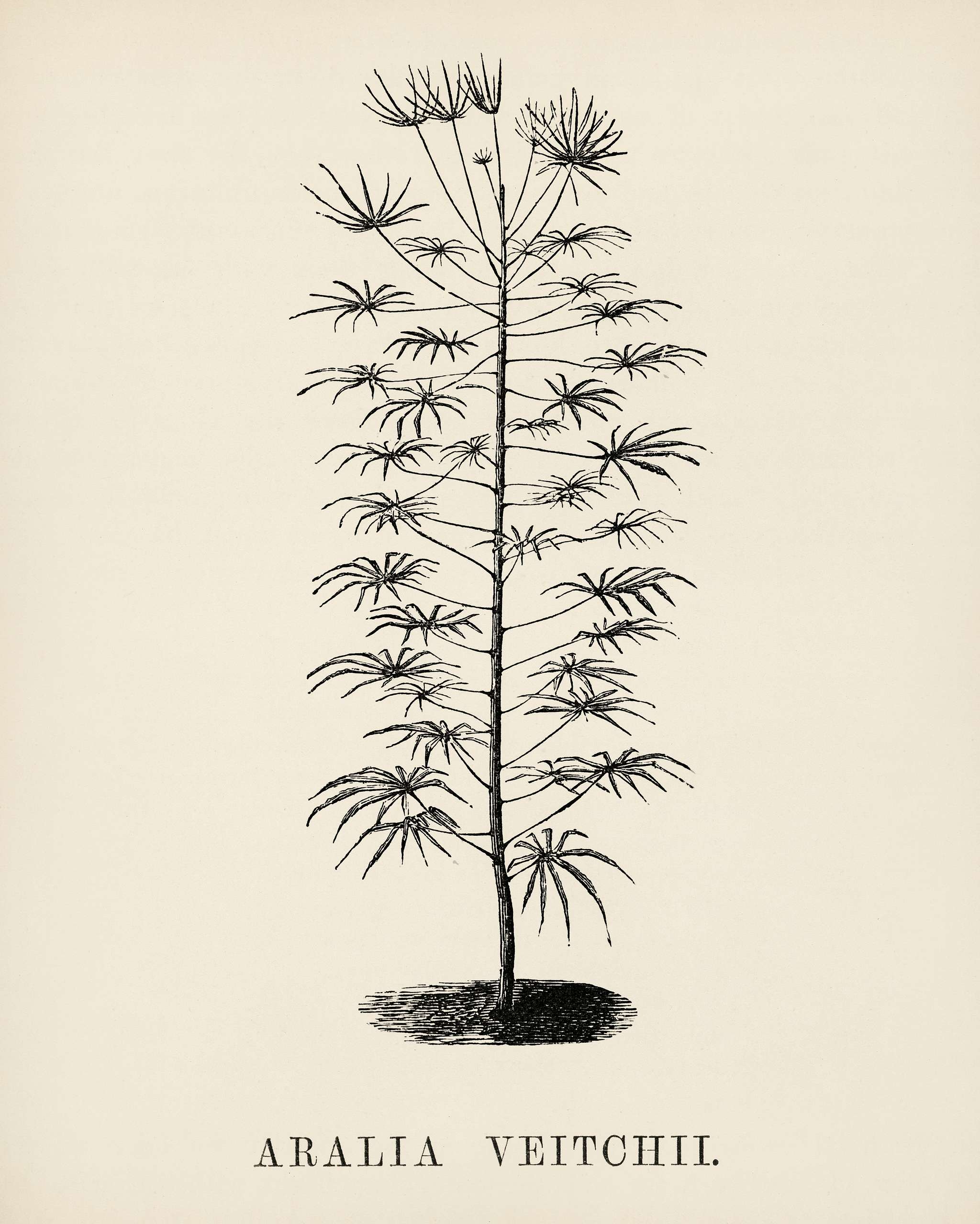 Aralia Vetchii engraved by Benjamin Fawcett (1808-1893) for Shirley Hibberd’s (1825-1890) New and Rare Beautiful-... Aralia Vetchii engraved by Benjamin Fawcett (1808-1893) for Shirley Hibberd’s (1825-1890) New and Rare Beautiful-...