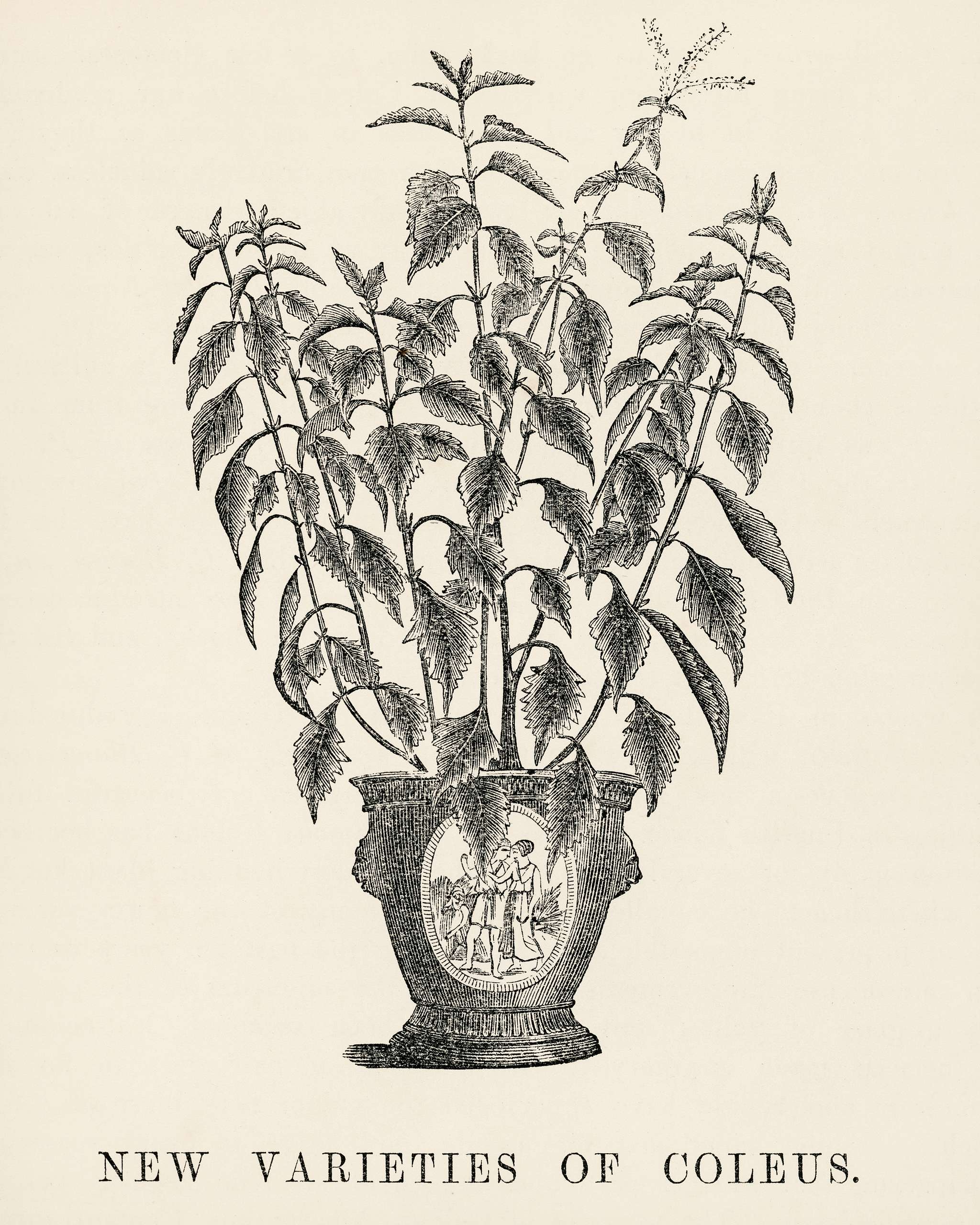 New varieties of coleus engraved by Benjamin Fawcett (1808-1893) for Shirley Hibberd’s (1825-1890) New and Rare... New varieties of coleus engraved by Benjamin Fawcett (1808-1893) for Shirley Hibberd’s (1825-1890) New and Rare...