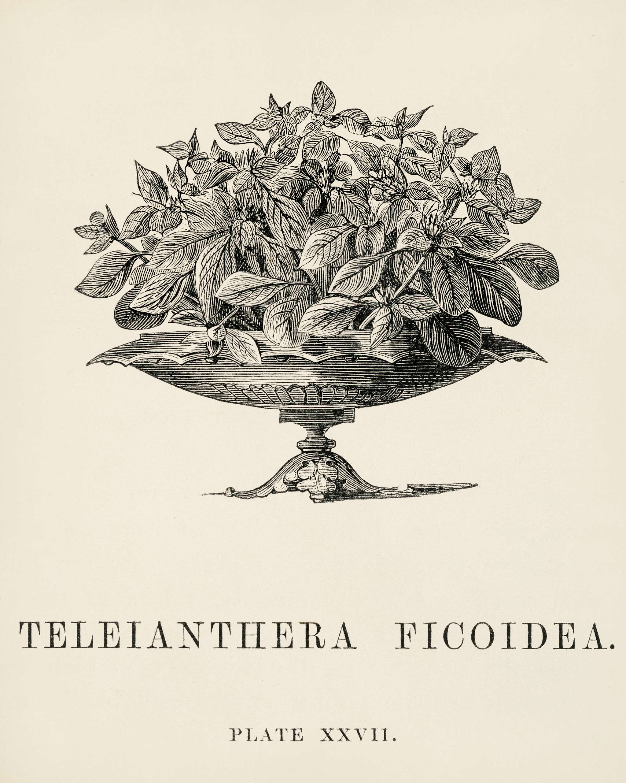 Teleianthera Ficoidea engraved by Benjamin Fawcett (1808-1893) for Shirley Hibberd’s (1825-1890) New and Rare... Teleianthera Ficoidea engraved by Benjamin Fawcett (1808-1893) for Shirley Hibberd’s (1825-1890) New and Rare...