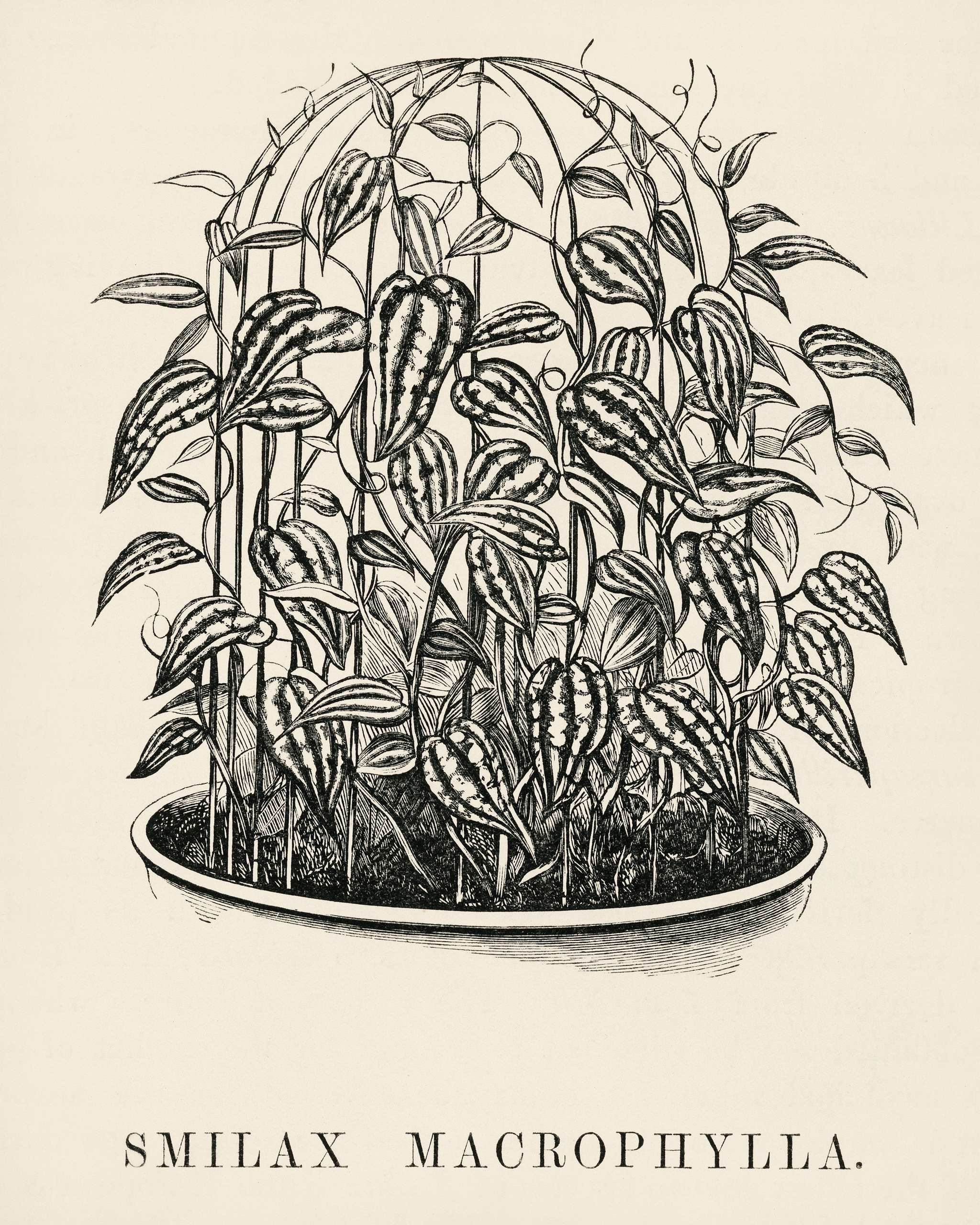 Catbriers (Smilax Macrophylla) engraved by Benjamin Fawcett (1808-1893) for Shirley Hibberd’s (1825-1890) New and Rare... Catbriers (Smilax Macrophylla) engraved by Benjamin Fawcett (1808-1893) for Shirley Hibberd’s (1825-1890) New and Rare...