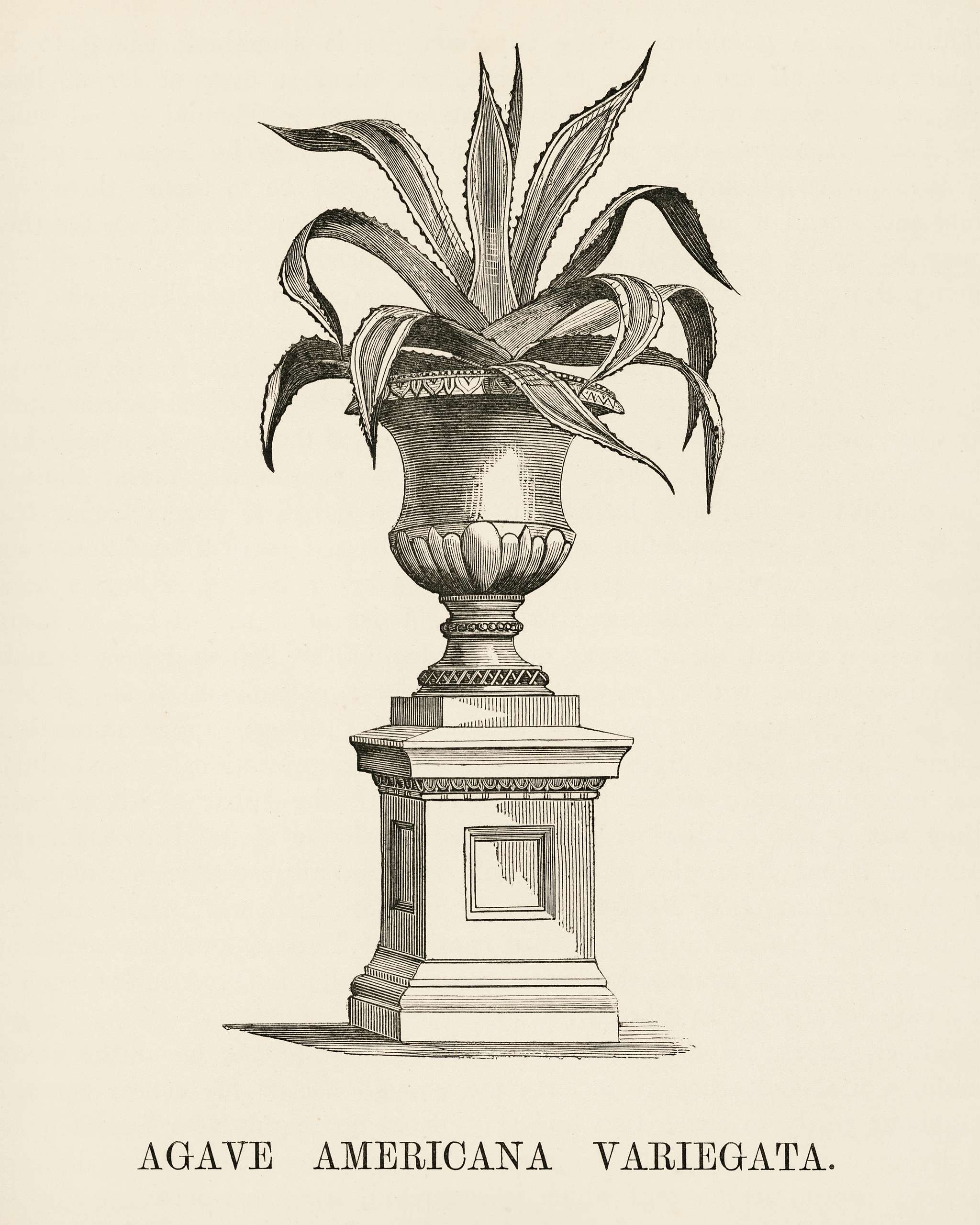 American Aloe (Agave Americana Variegata) engraved by Benjamin Fawcett (1808-1893) for Shirley Hibberd’s (1825-1890)... American Aloe (Agave Americana Variegata) engraved by Benjamin Fawcett (1808-1893) for Shirley Hibberd’s (1825-1890)...