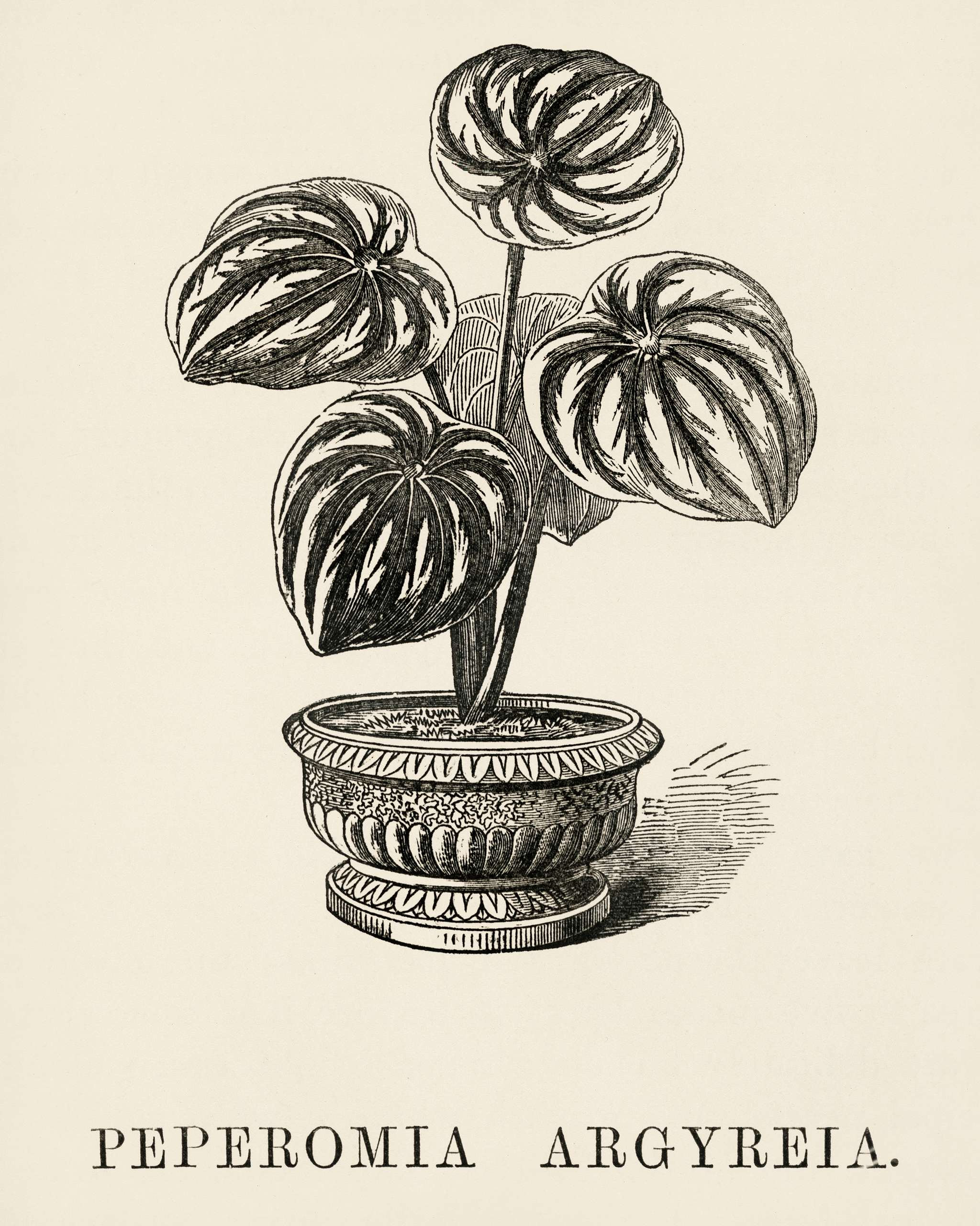 Watermelon Begonia (Peperomia Argyreia) engraved by Benjamin Fawcett (1808-1893) for Shirley Hibberd’s (1825-1890) New... Watermelon Begonia (Peperomia Argyreia) engraved by Benjamin Fawcett (1808-1893) for Shirley Hibberd’s (1825-1890) New...
