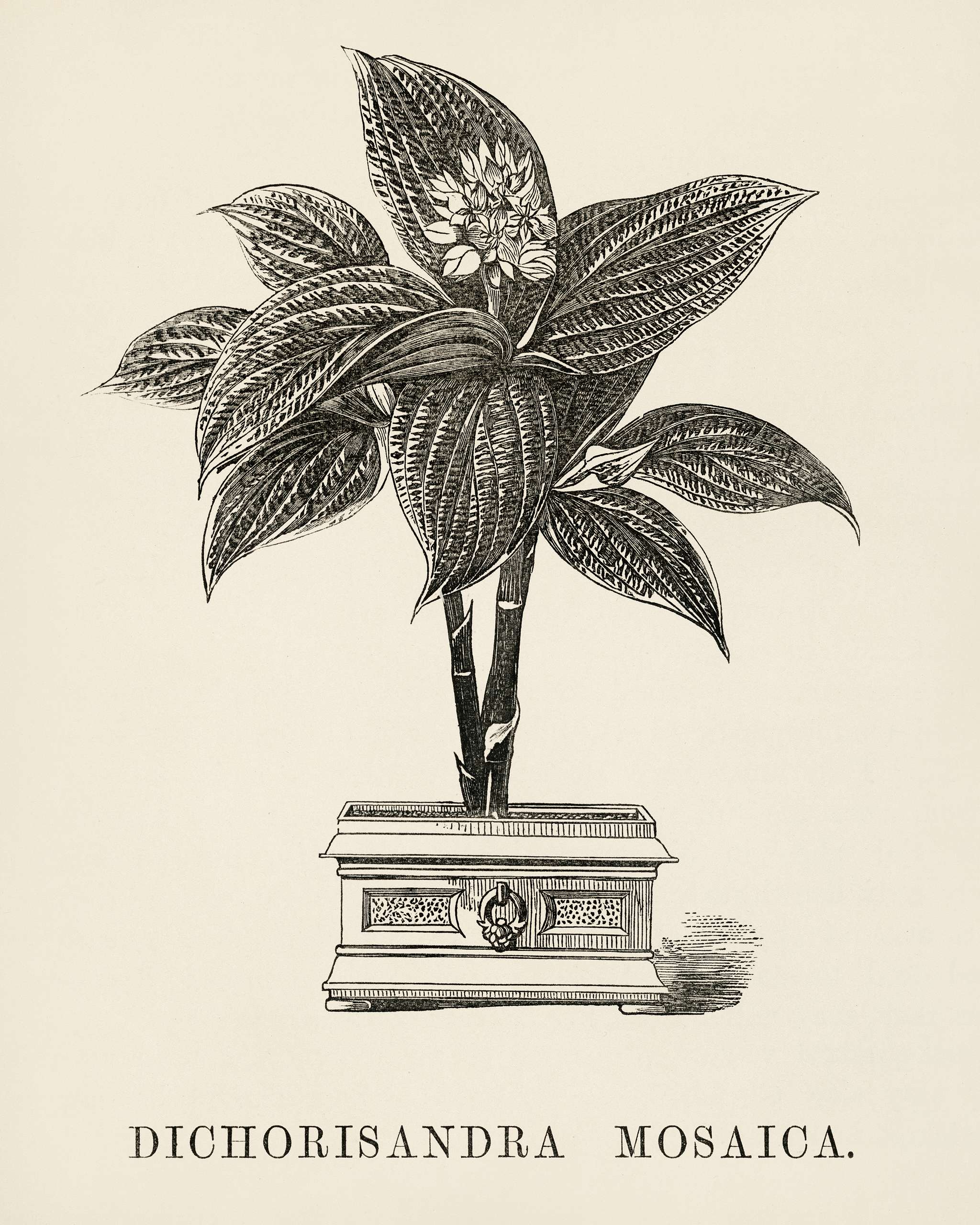 Dichorisandra Mosaica engraved by Benjamin Fawcett (1808-1893) for Shirley Hibberd’s (1825-1890) New and Rare... Dichorisandra Mosaica engraved by Benjamin Fawcett (1808-1893) for Shirley Hibberd’s (1825-1890) New and Rare...