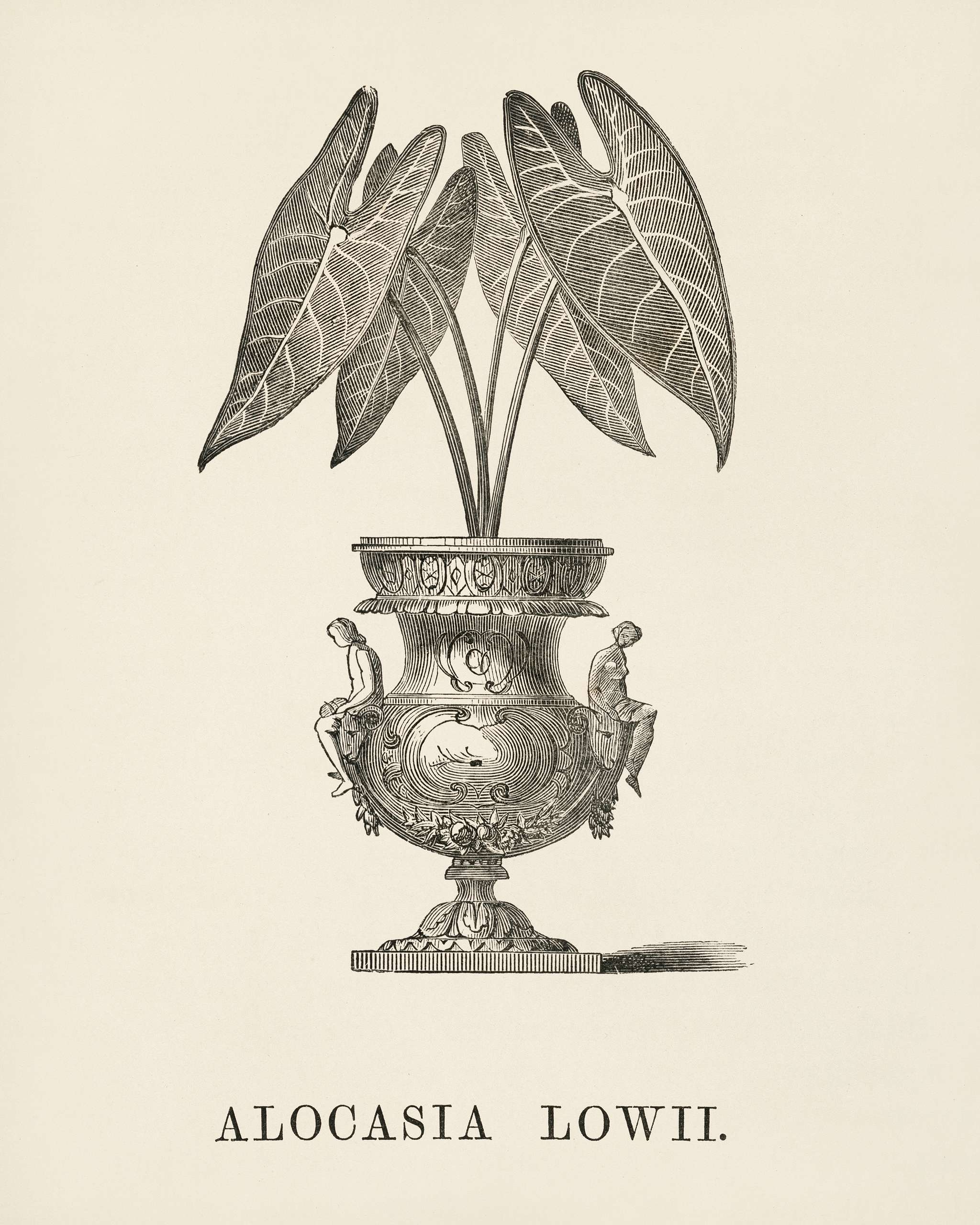 Elephant's Ear (Alocasia Lowii) engraved by Benjamin Fawcett (1808-1893) for Shirley Hibberd’s (1825-1890) New and... Elephant's Ear (Alocasia Lowii) engraved by Benjamin Fawcett (1808-1893) for Shirley Hibberd’s (1825-1890) New and...