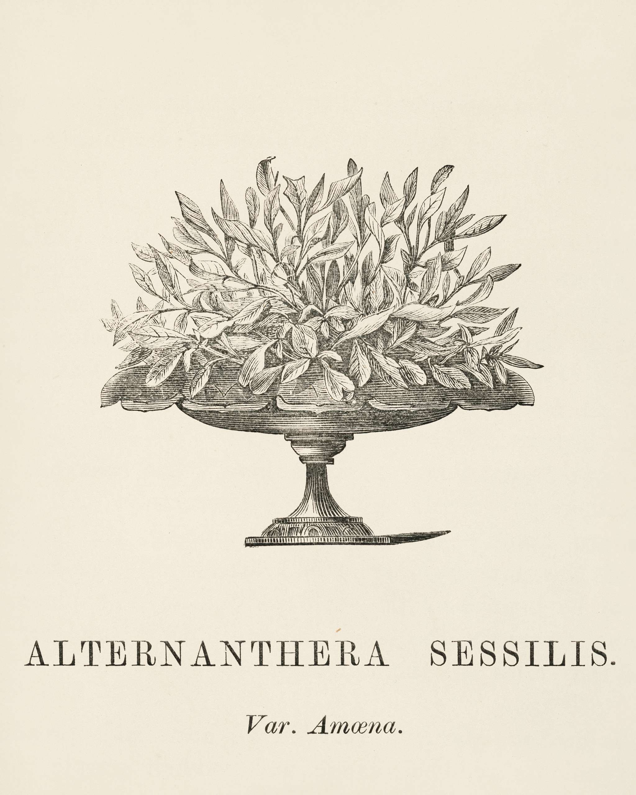 Dwarf Copperleaf (Alternanthera Sessilis) engraved by Benjamin Fawcett (1808-1893) for Shirley Hibberd’s (1825-1890)... Dwarf Copperleaf (Alternanthera Sessilis) engraved by Benjamin Fawcett (1808-1893) for Shirley Hibberd’s (1825-1890)...