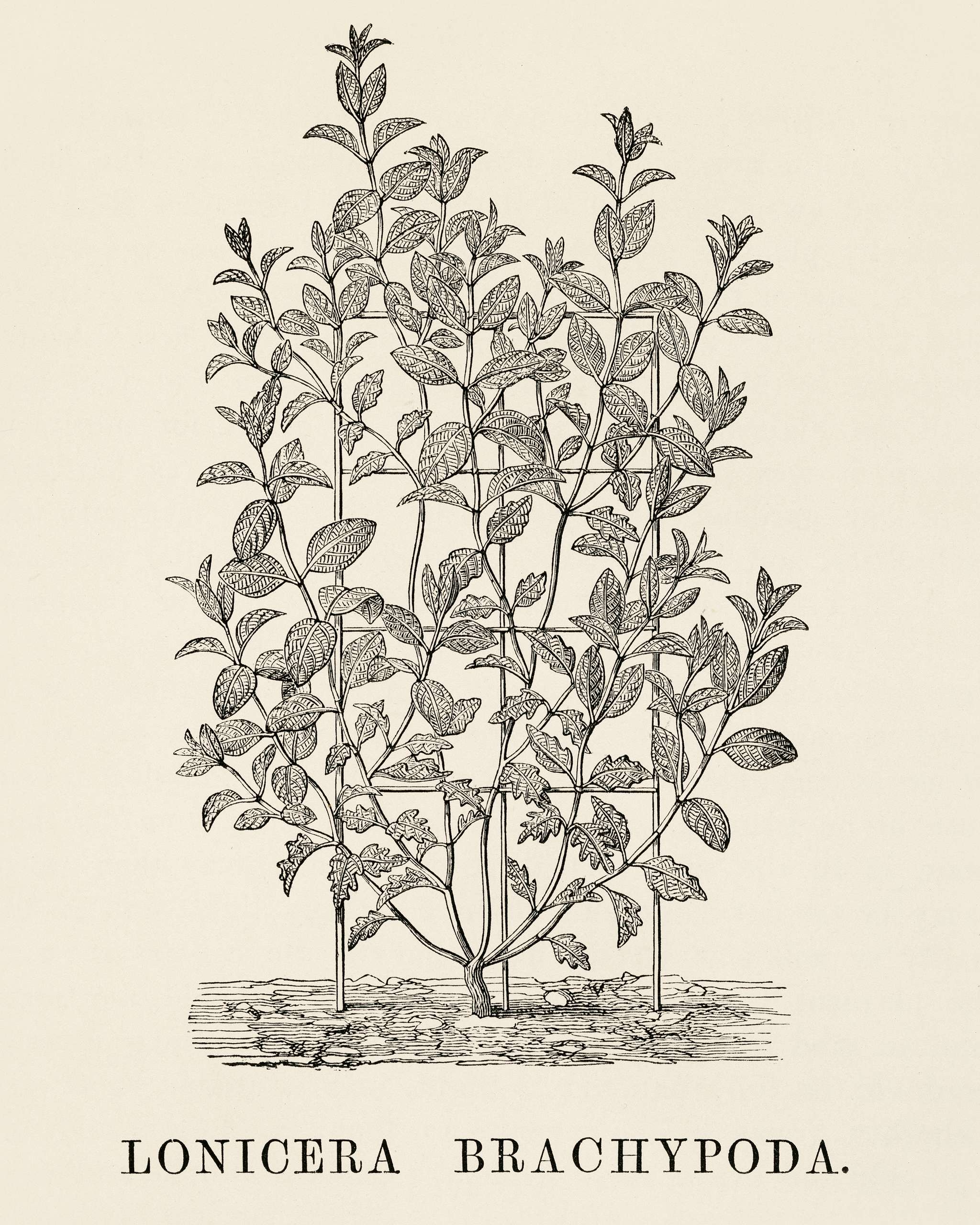 Lonicera Brachypoda engraved by Benjamin Fawcett (1808-1893) for Shirley Hibberd’s (1825-1890) New and Rare Beautiful-... Lonicera Brachypoda engraved by Benjamin Fawcett (1808-1893) for Shirley Hibberd’s (1825-1890) New and Rare Beautiful-...