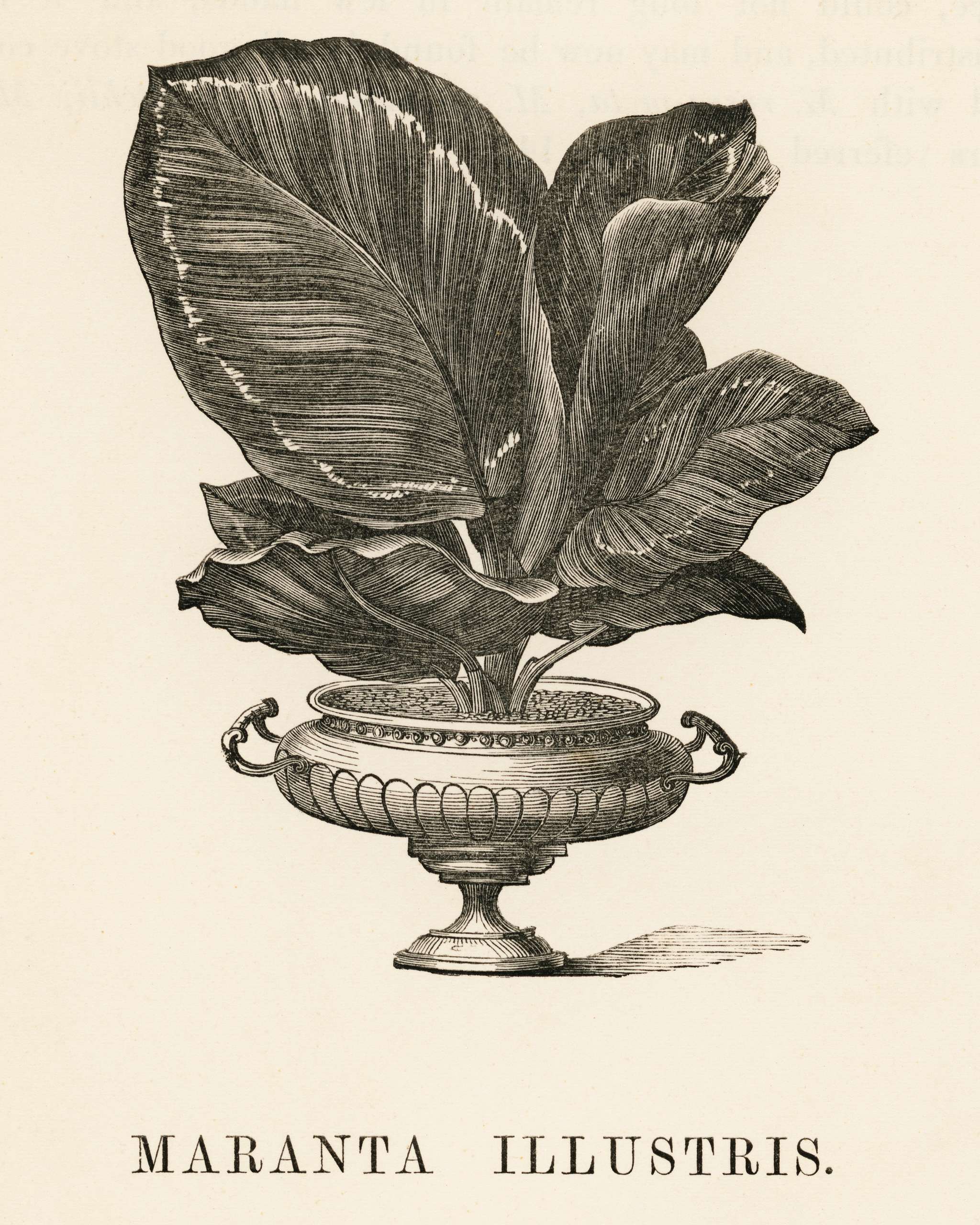 Rose Painted Calathea (Maranta illustris) engraved by Benjamin Fawcett (1808-1893) for Shirley Hibberd’s (1825-1890)... Rose Painted Calathea (Maranta illustris) engraved by Benjamin Fawcett (1808-1893) for Shirley Hibberd’s (1825-1890)...
