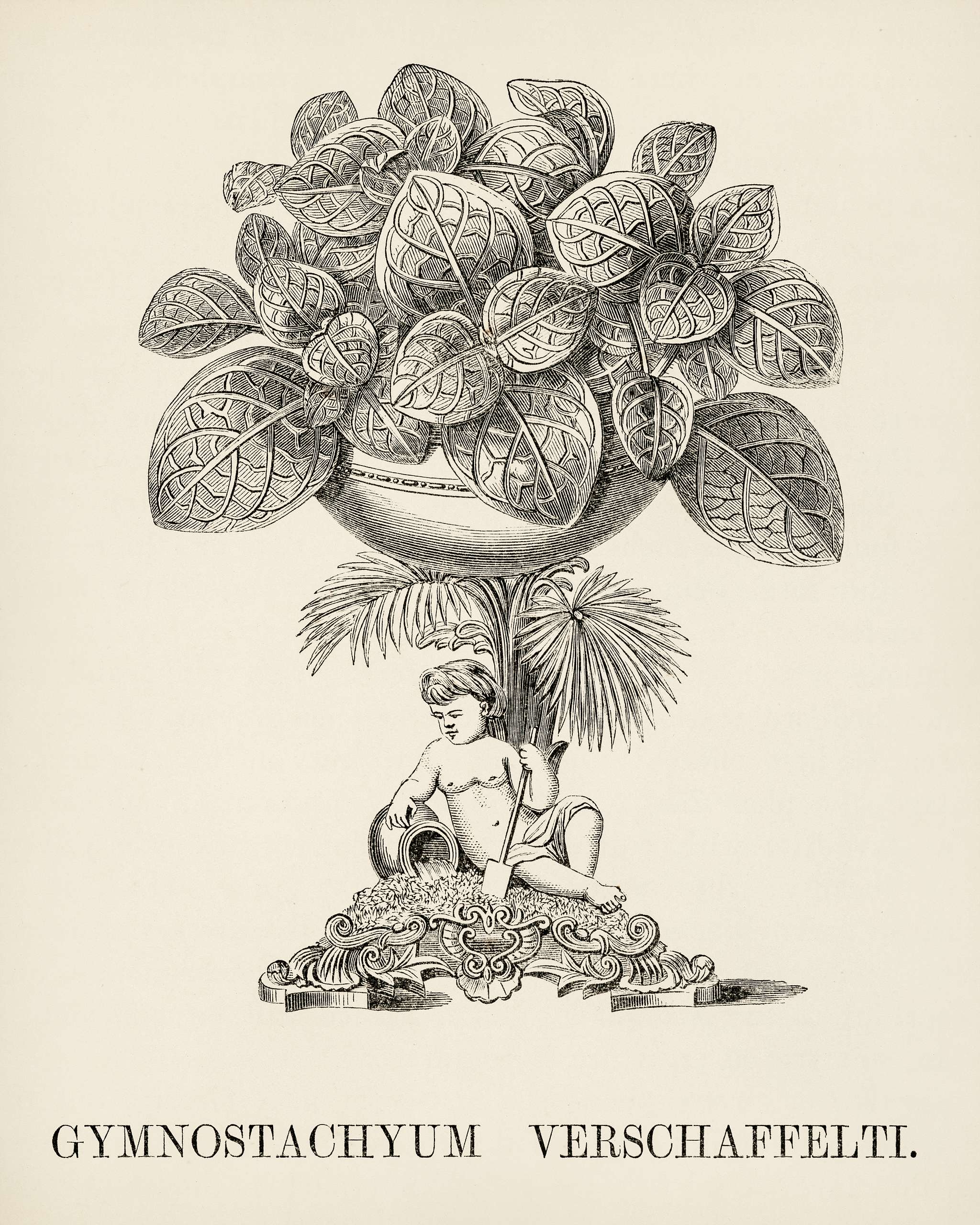 Nerve Plant (Gymnostachyum Verschaffeltii) engraved by Benjamin Fawcett (1808-1893) for Shirley Hibberd’s (1825-1890)... Nerve Plant (Gymnostachyum Verschaffeltii) engraved by Benjamin Fawcett (1808-1893) for Shirley Hibberd’s (1825-1890)...