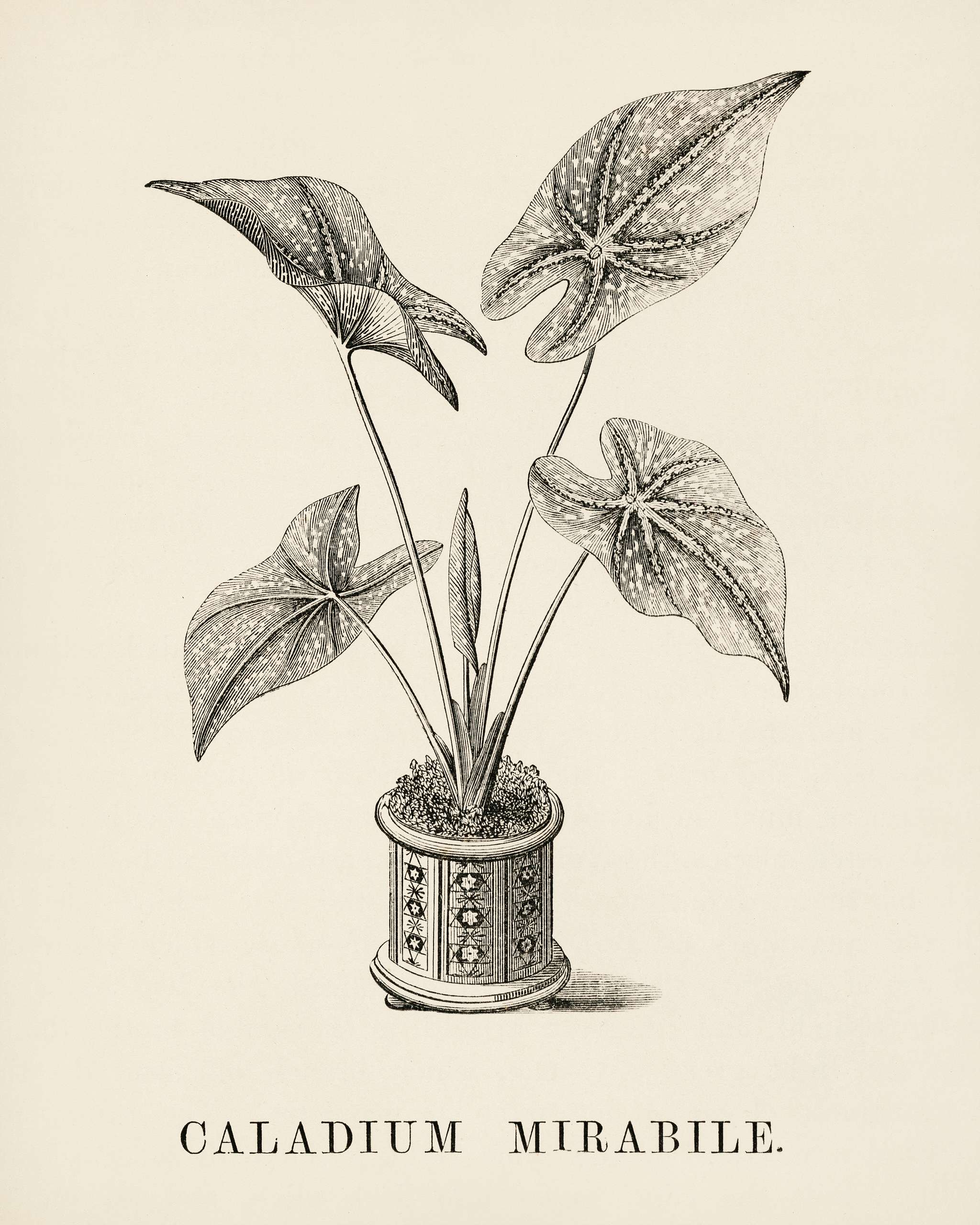 Heart of Jesus (Caladium Mirabile) engraved by Benjamin Fawcett (1808-1893) for Shirley Hibberd’s (1825-1890) New and... Heart of Jesus (Caladium Mirabile) engraved by Benjamin Fawcett (1808-1893) for Shirley Hibberd’s (1825-1890) New and...