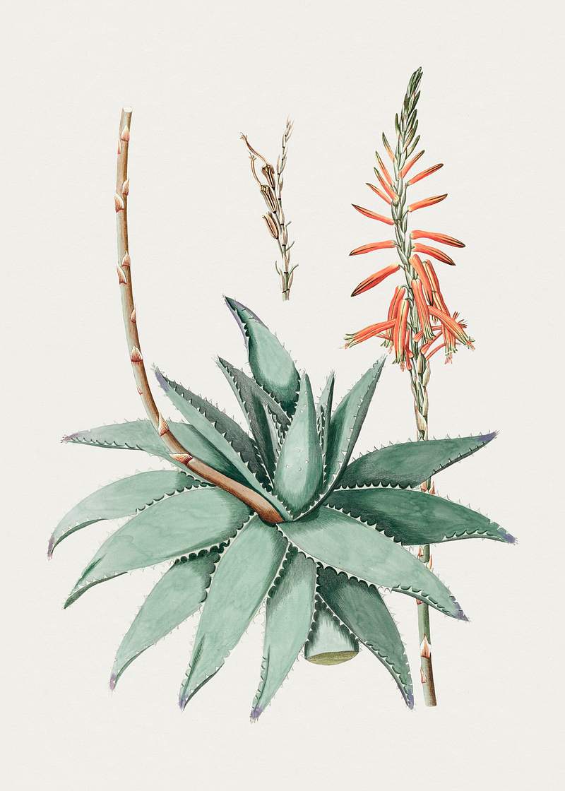 Hand drawn aloe vera. Original from Biodiversity Heritage Library. Digitally enhanced by rawpixel.