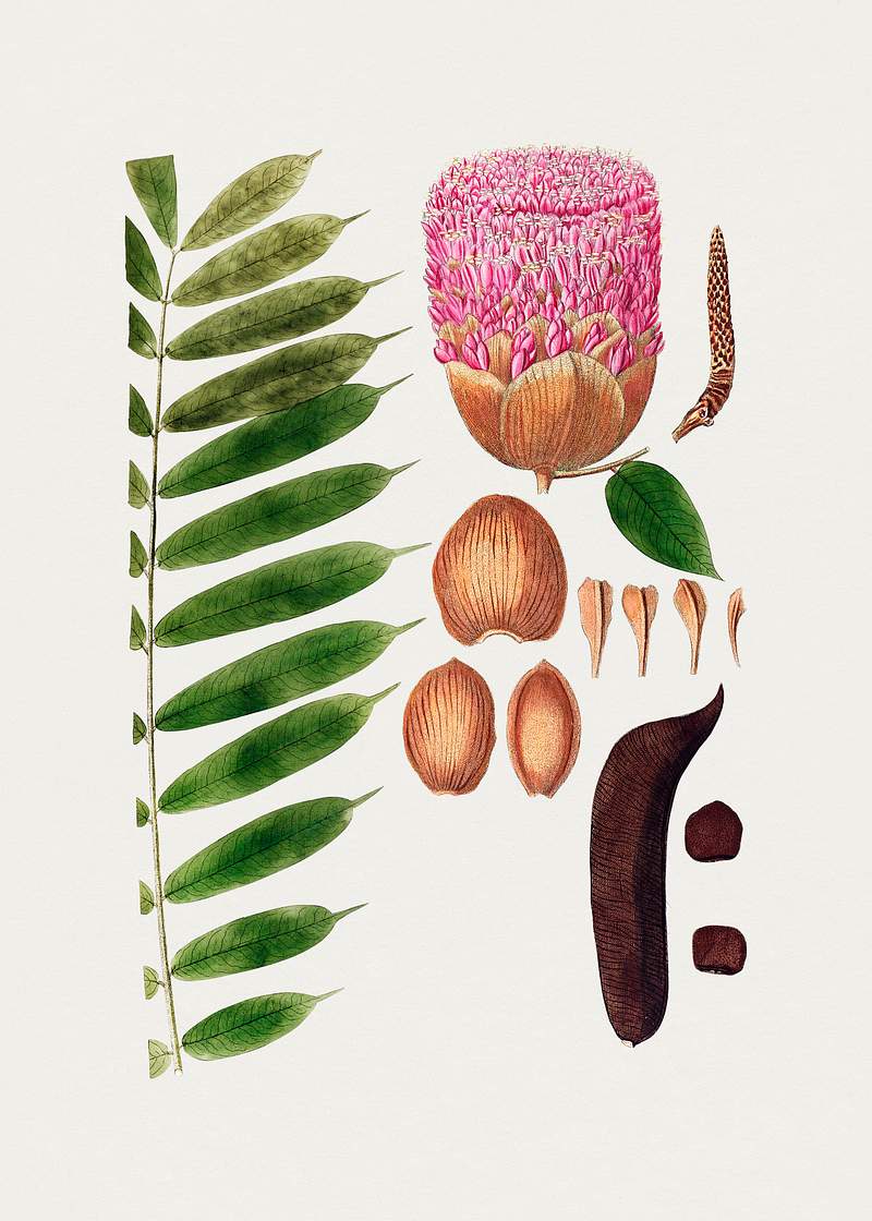 Hand drawn scarlet flame bean. Original from Biodiversity Heritage Library. Digitally enhanced by rawpixel.