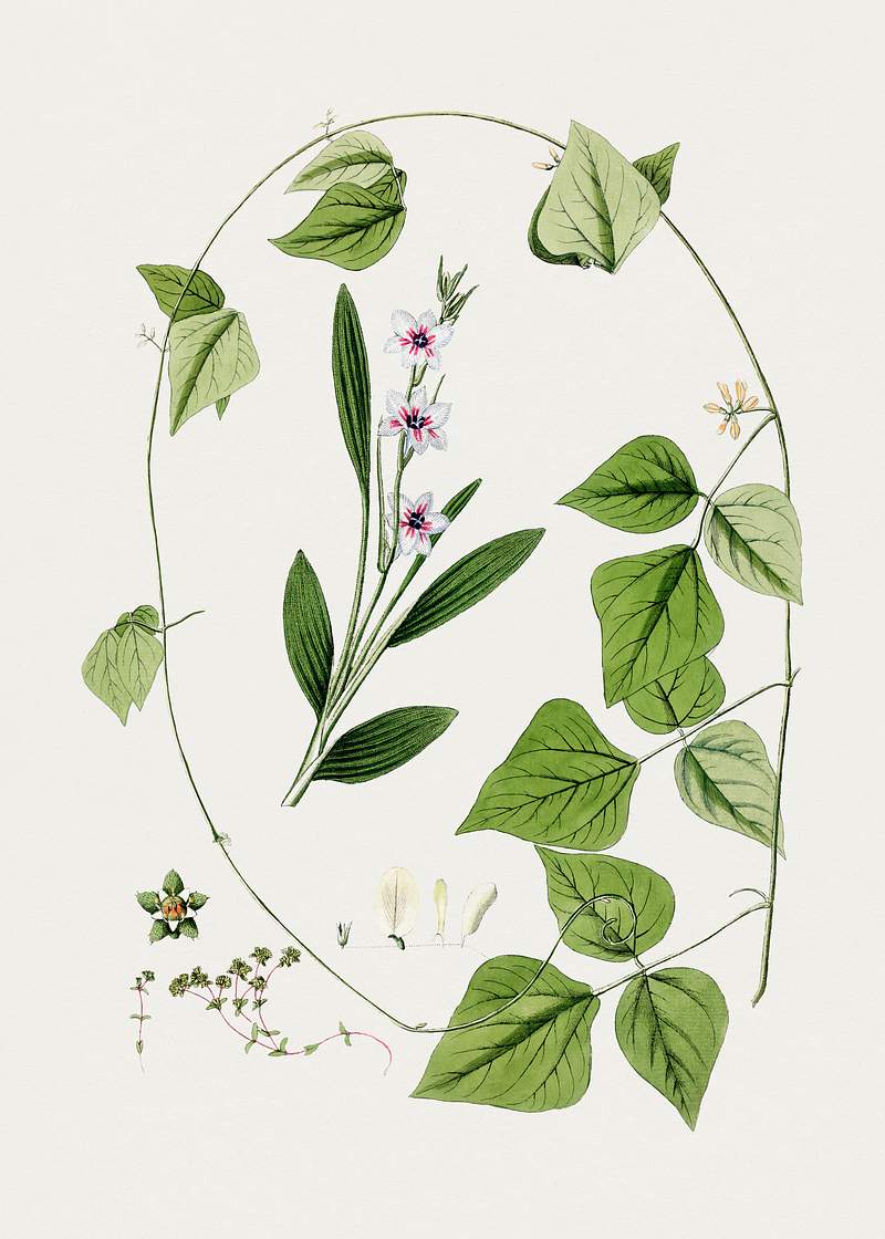 Hand drawn white flowers. Original from Biodiversity Heritage Library. Digitally enhanced by rawpixel.