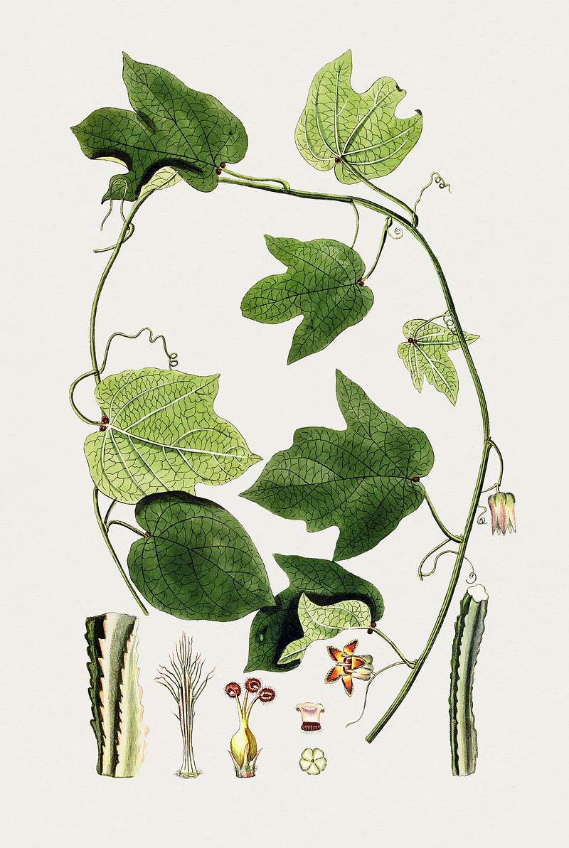 Hand drawn winged bean. Original from Biodiversity Heritage Library. Digitally enhanced by rawpixel.