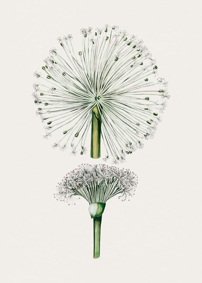 Hand drawn white blood lily. Original from Biodiversity Heritage Library. Digitally enhanced by rawpixel.