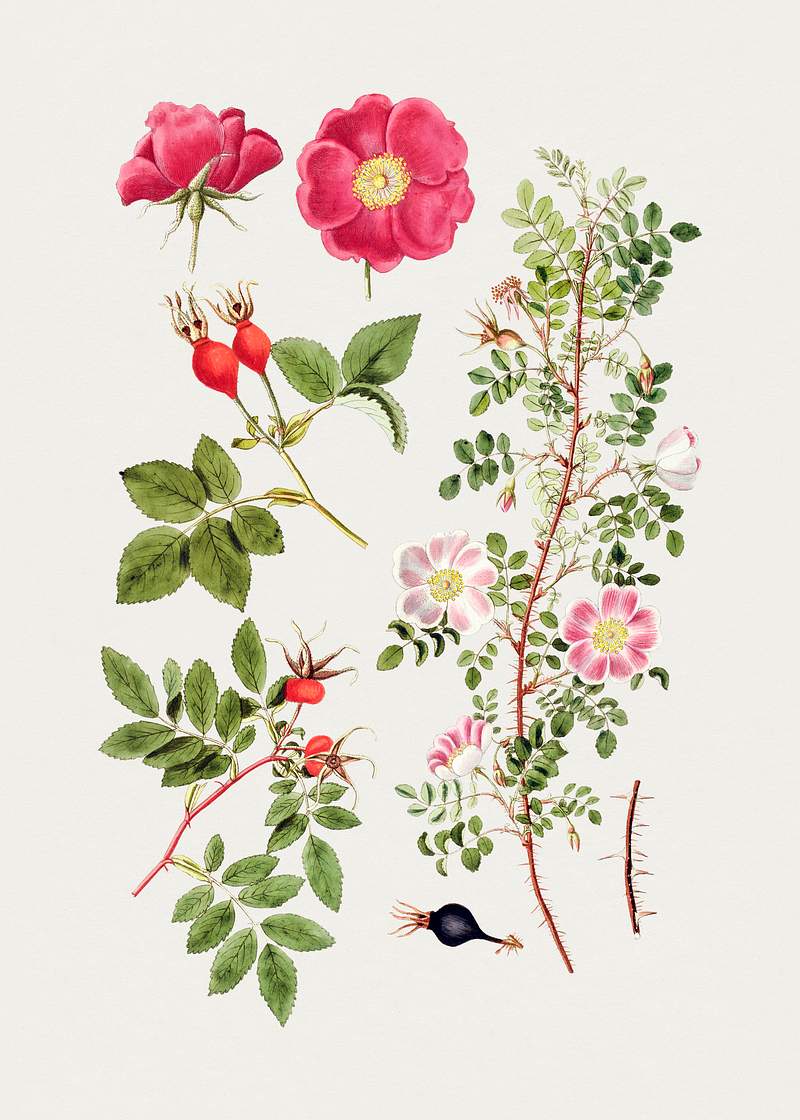 Hand drawn pink burnet rose. Original from Biodiversity Heritage Library. Digitally enhanced by rawpixel.