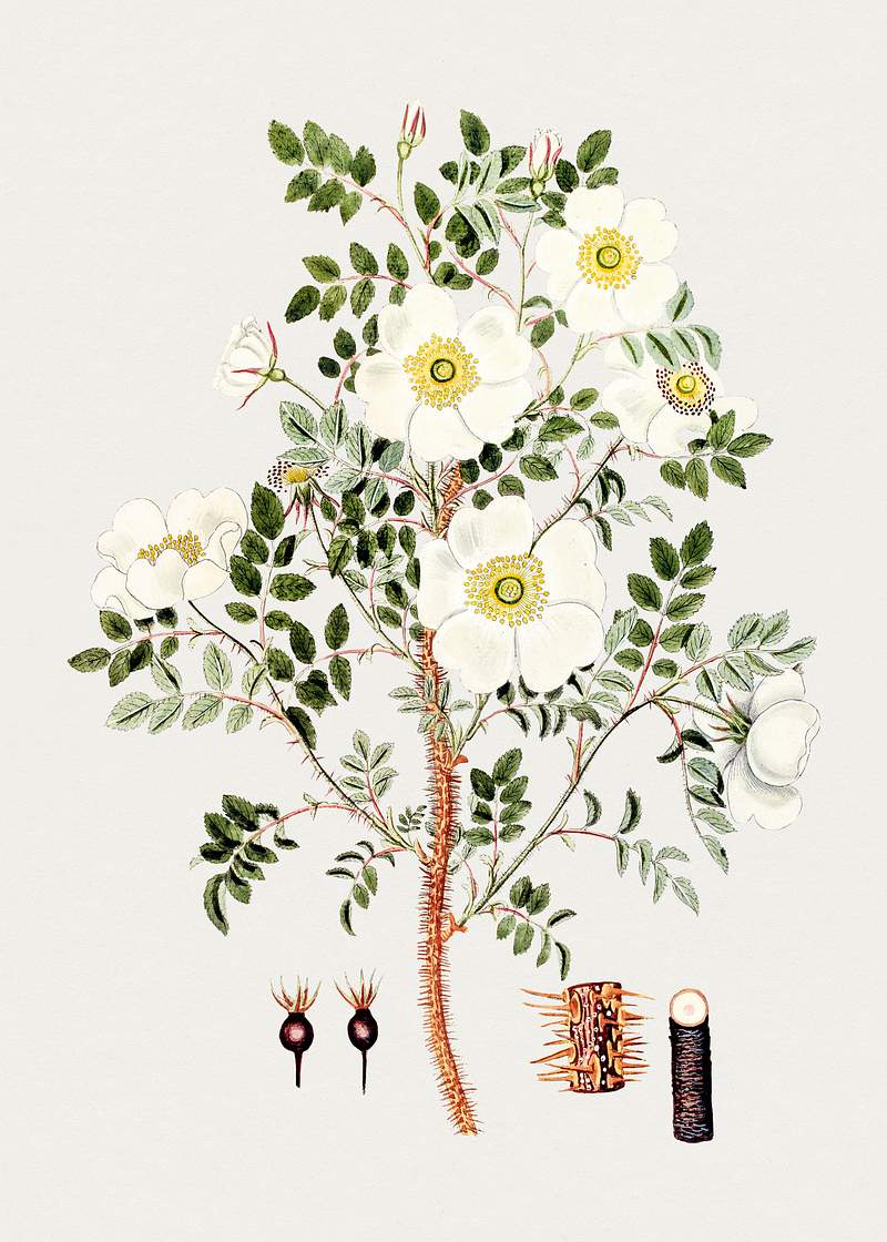 Hand drawn burnet rose. Original from Biodiversity Heritage Library. Digitally enhanced by rawpixel.
