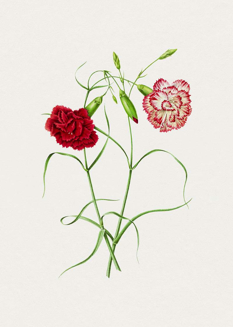 Hand drawn carnations. Original from Biodiversity Heritage Library. Digitally enhanced by rawpixel.