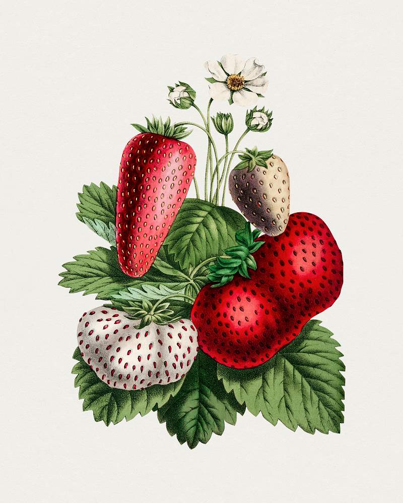 Vintage strawberry. Original from Biodiversity Heritage Library. Digitally enhanced by rawpixel.