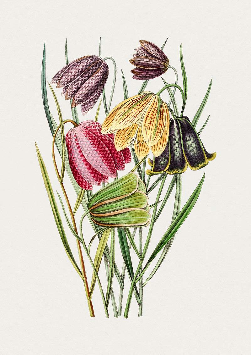 Hand drawn snake's head fritillary. Original from Biodiversity Heritage Library. Digitally enhanced by rawpixel.