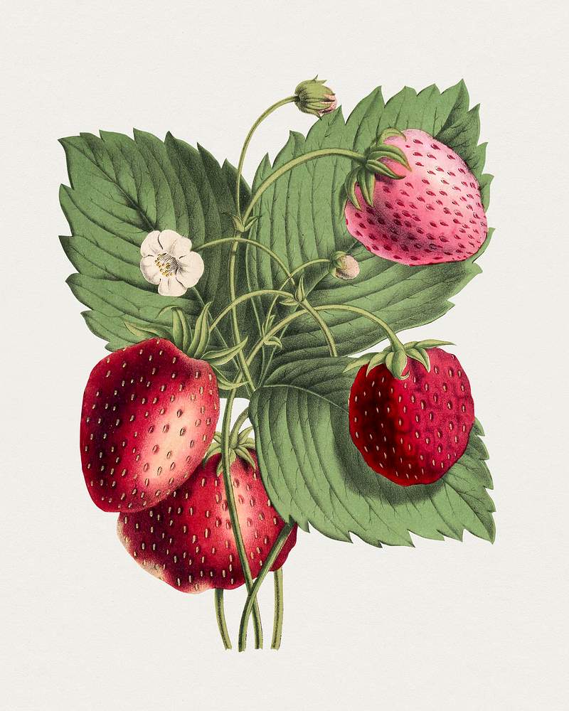 Hand drawn strawberry. Original from Biodiversity Heritage Library. Digitally enhanced by rawpixel.