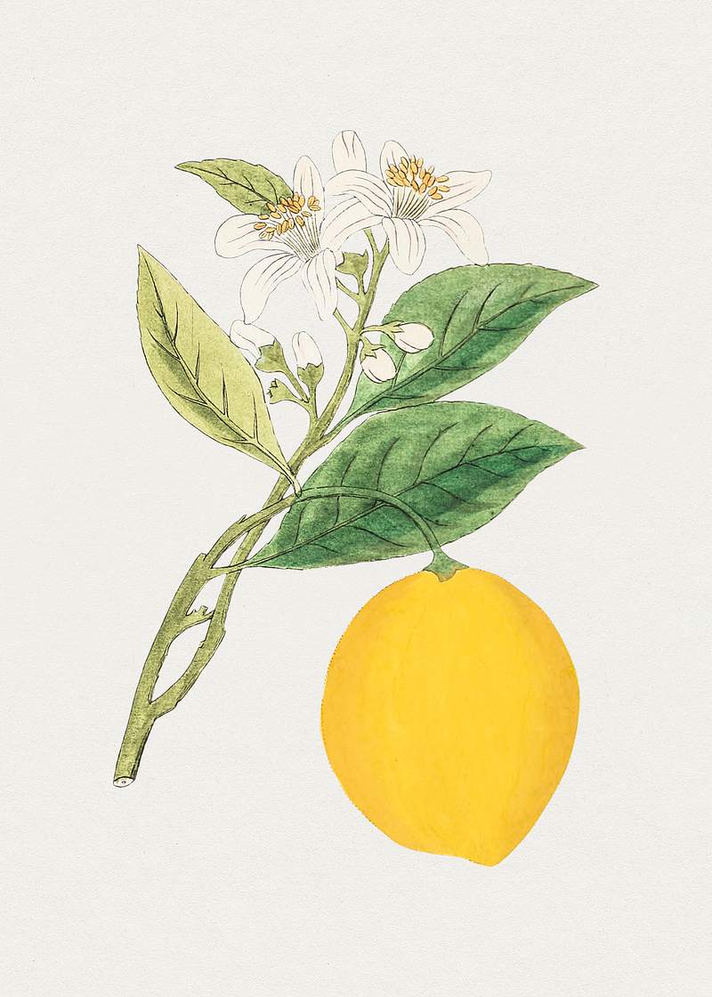 Hand drawn lemon. Original from Biodiversity Heritage Library. Digitally enhanced by rawpixel.