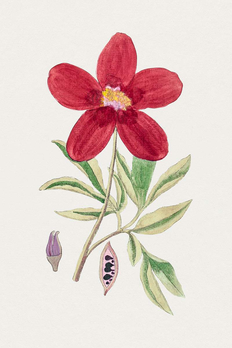 Hand drawn red peony. Original from Biodiversity Heritage Library. Digitally enhanced by rawpixel.