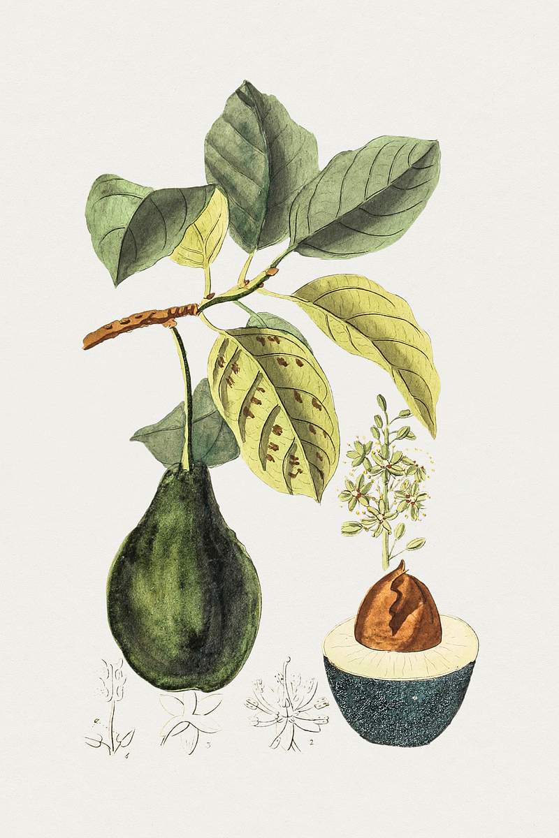 Hand drawn avocado. Original from Biodiversity Heritage Library. Digitally enhanced by rawpixel.