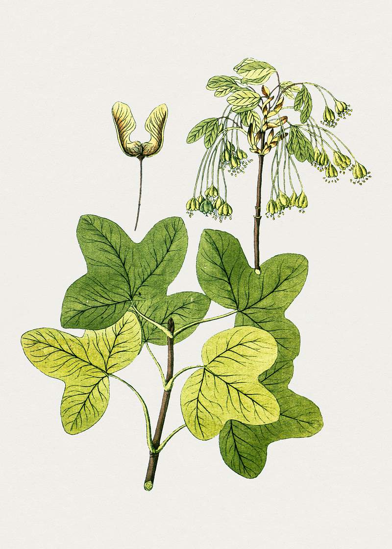 Hand drawn green maple leaves. Original from Biodiversity Heritage Library. Digitally enhanced by rawpixel.