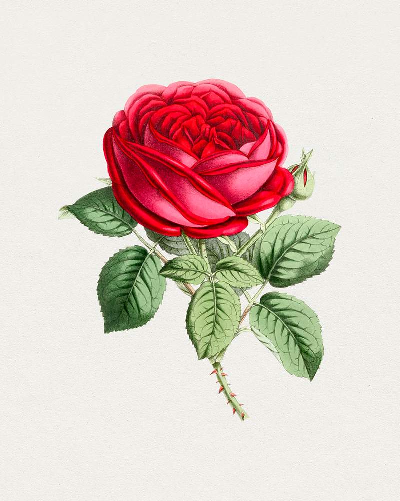 Hand drawn red rose. Original from Biodiversity Heritage Library. Digitally enhanced by rawpixel.