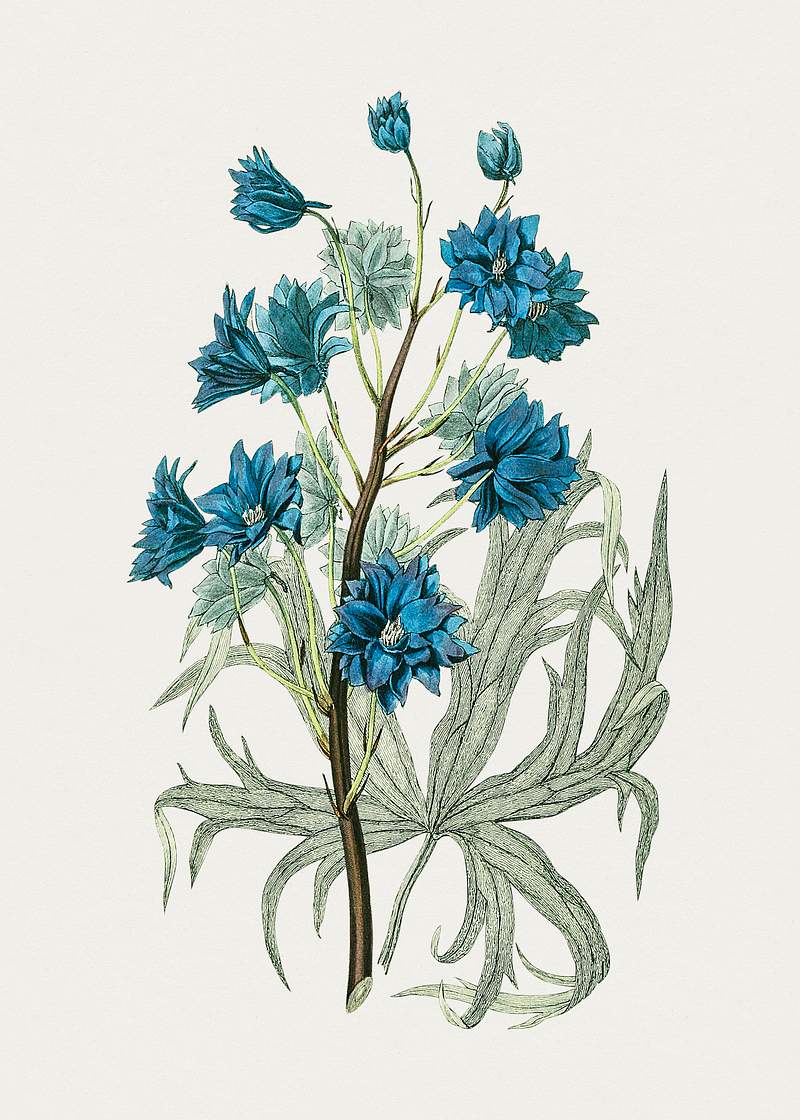 Hand drawn blue chrysanthemum. Original from Biodiversity Heritage Library. Digitally enhanced by rawpixel.